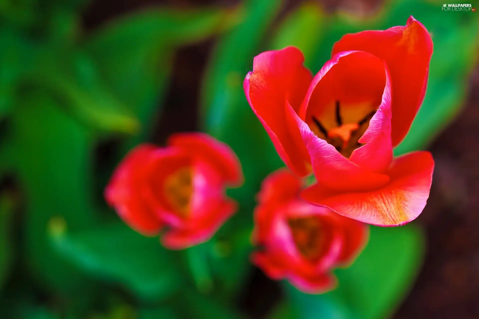 Red, Tulips