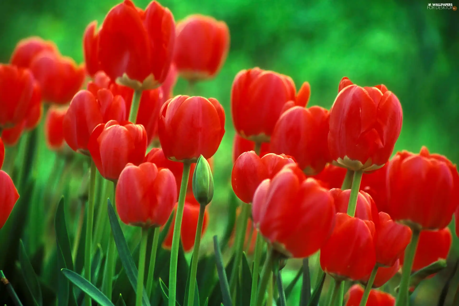 Red, Tulips