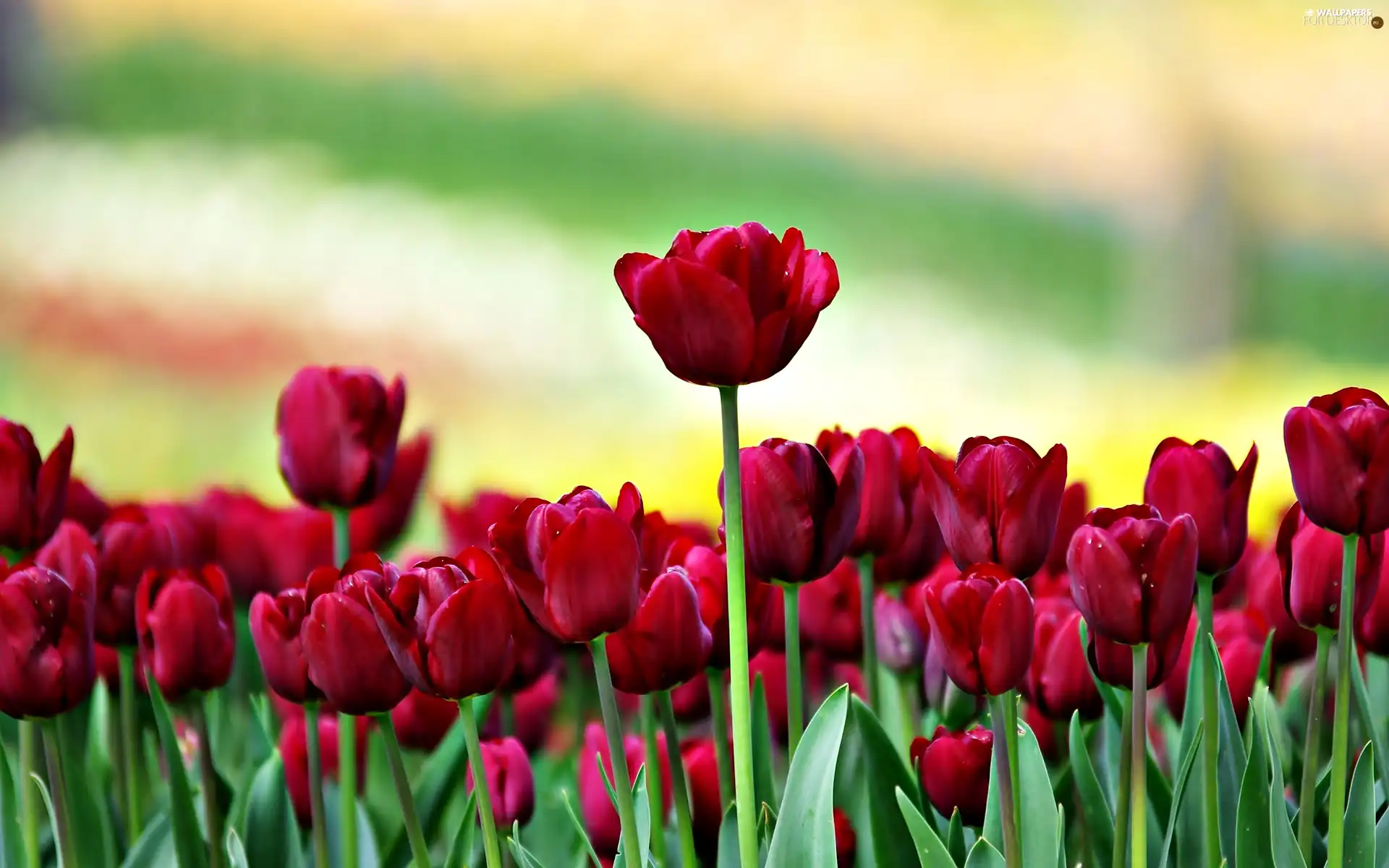 Red, Tulips