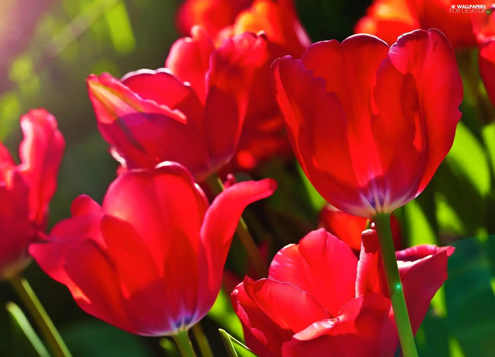 Red, Tulips