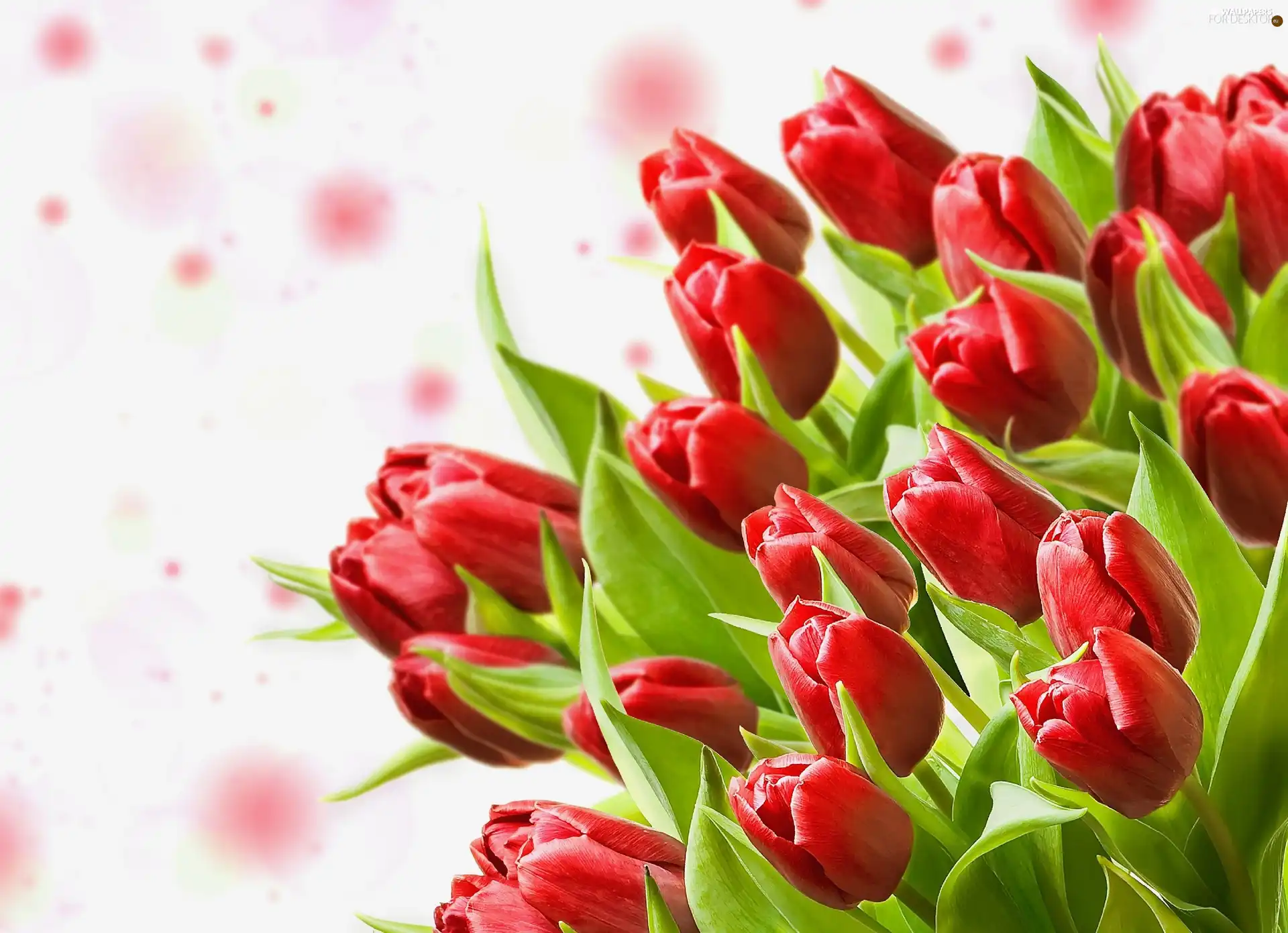 tulips, bouquet, red