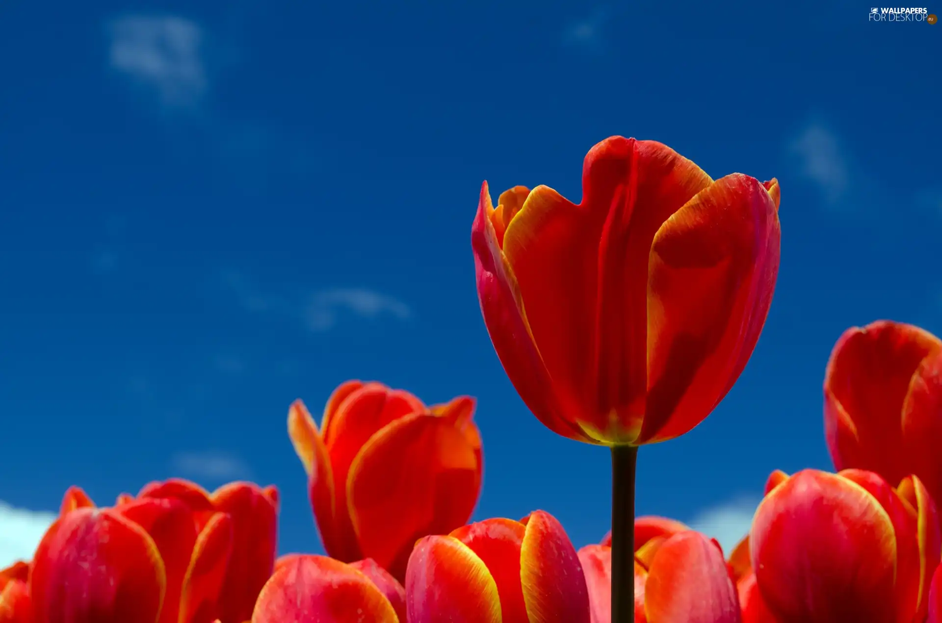 Tulips, Sky, Red