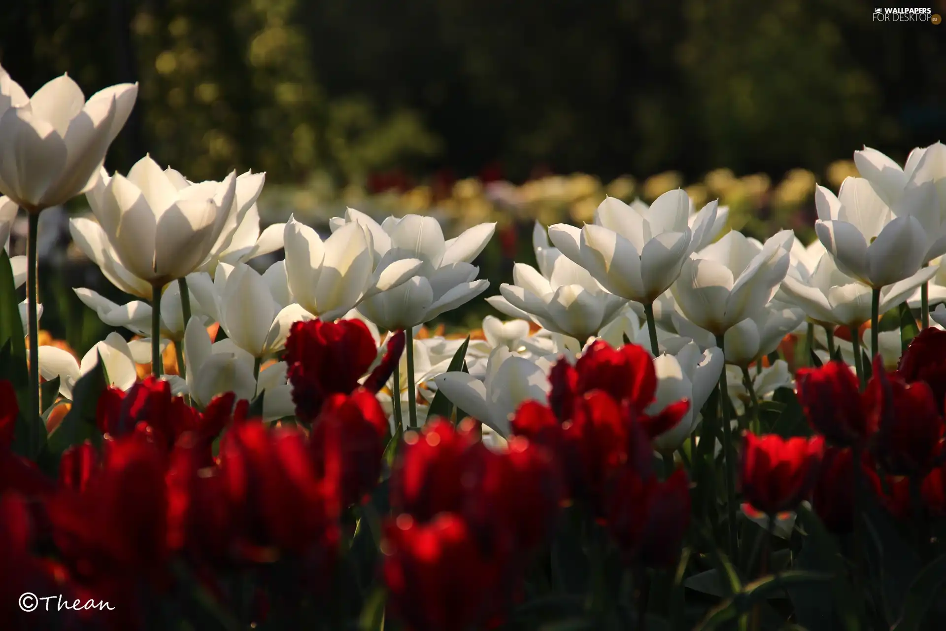 Tulips, White, Red