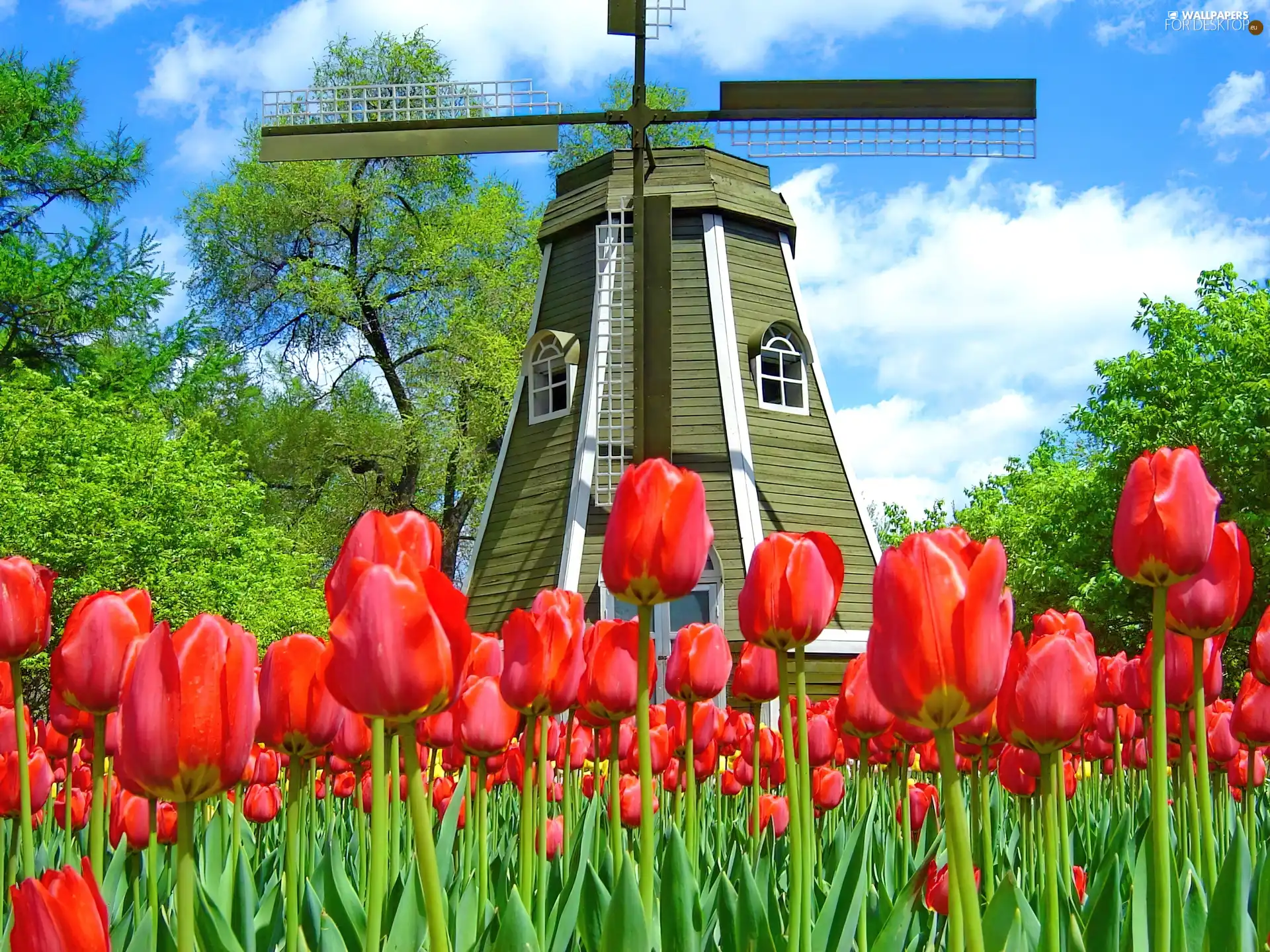 Tulips, Windmill, Red