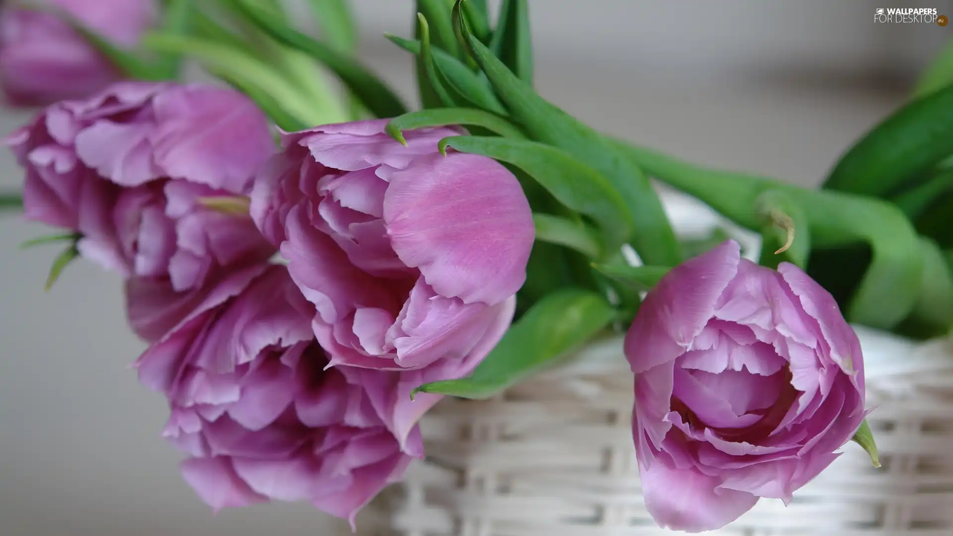 White, purple, Tulips, basket