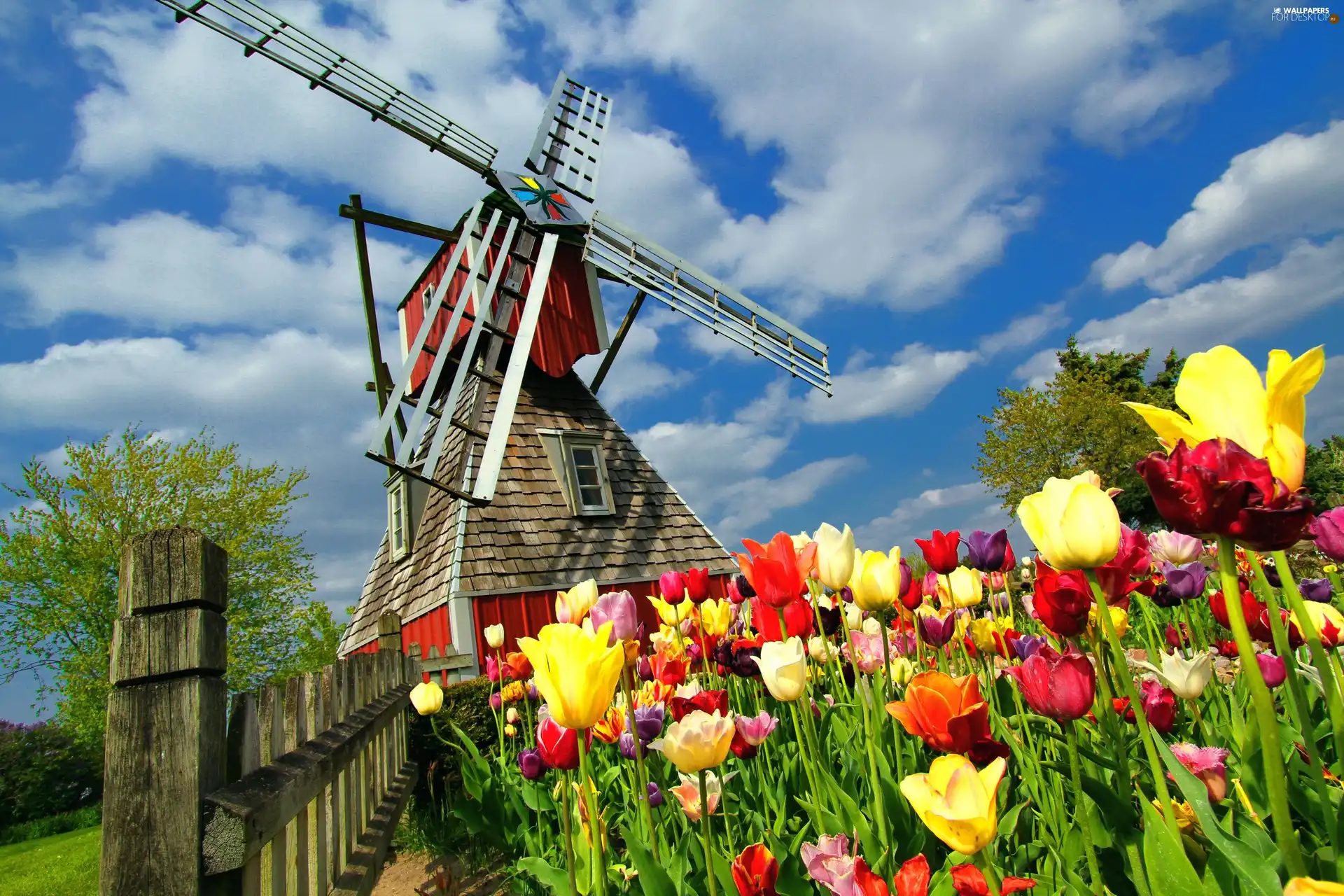 Windmill, Field, Tulips, Fance