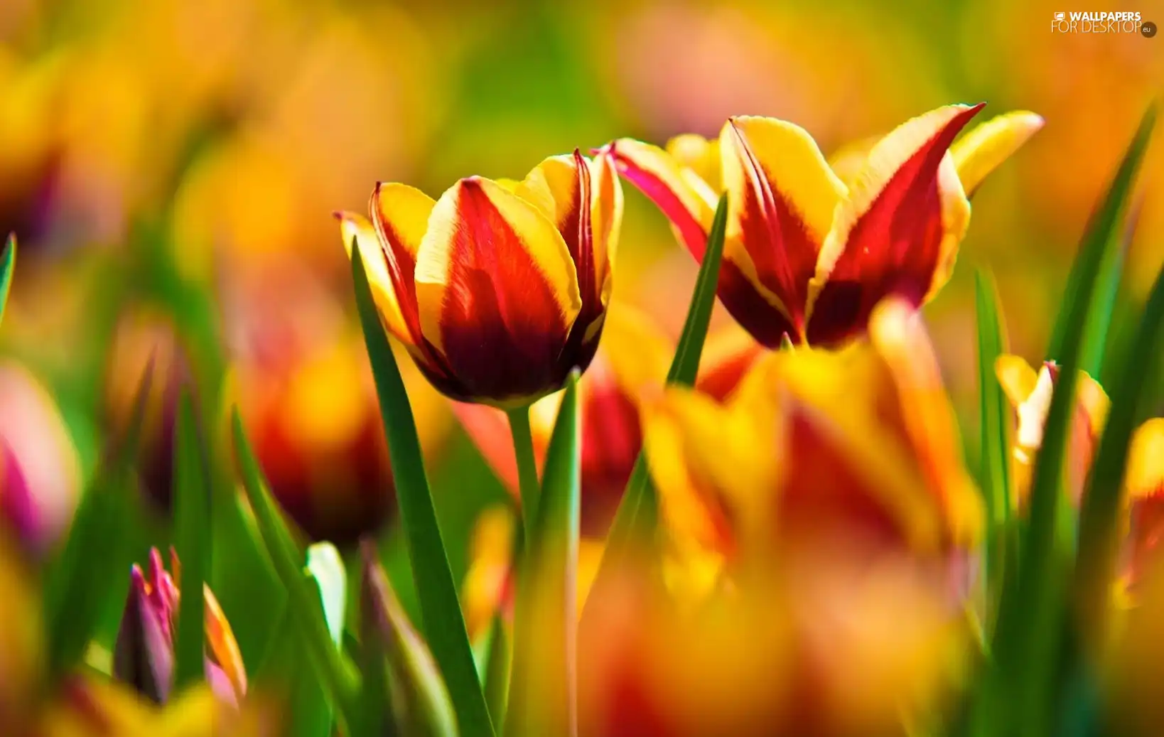 Yellow, Tulips