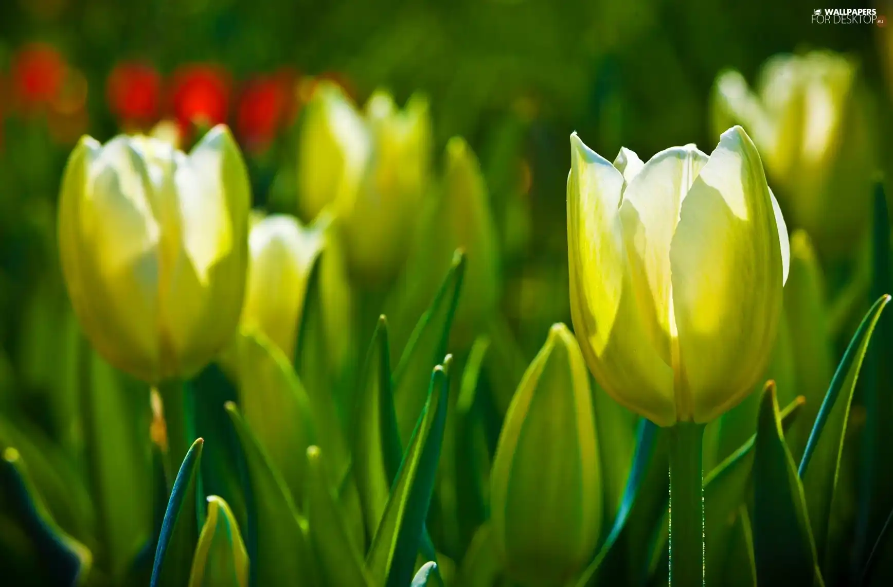 Yellow, Tulips