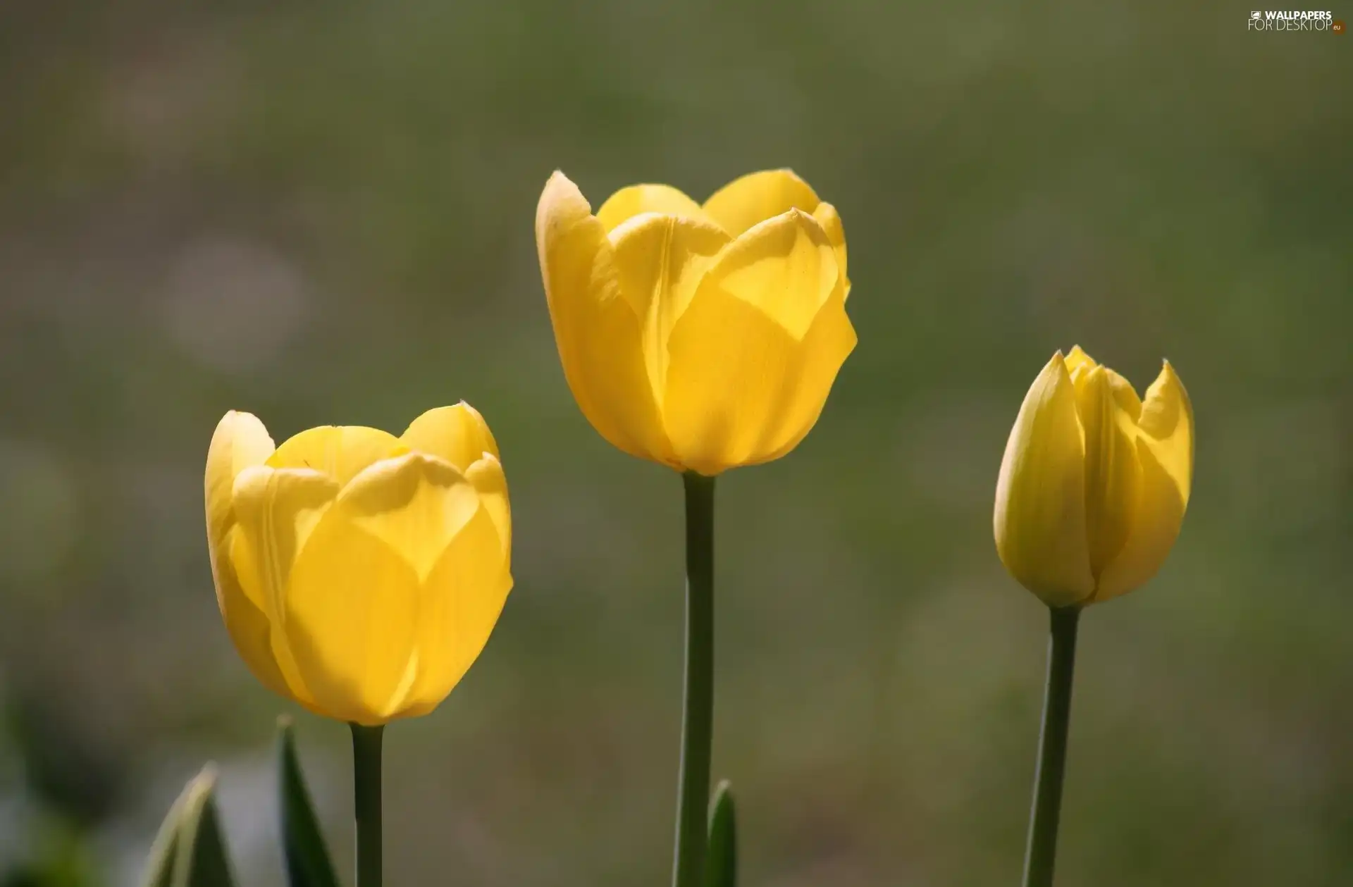 Yellow, Tulips