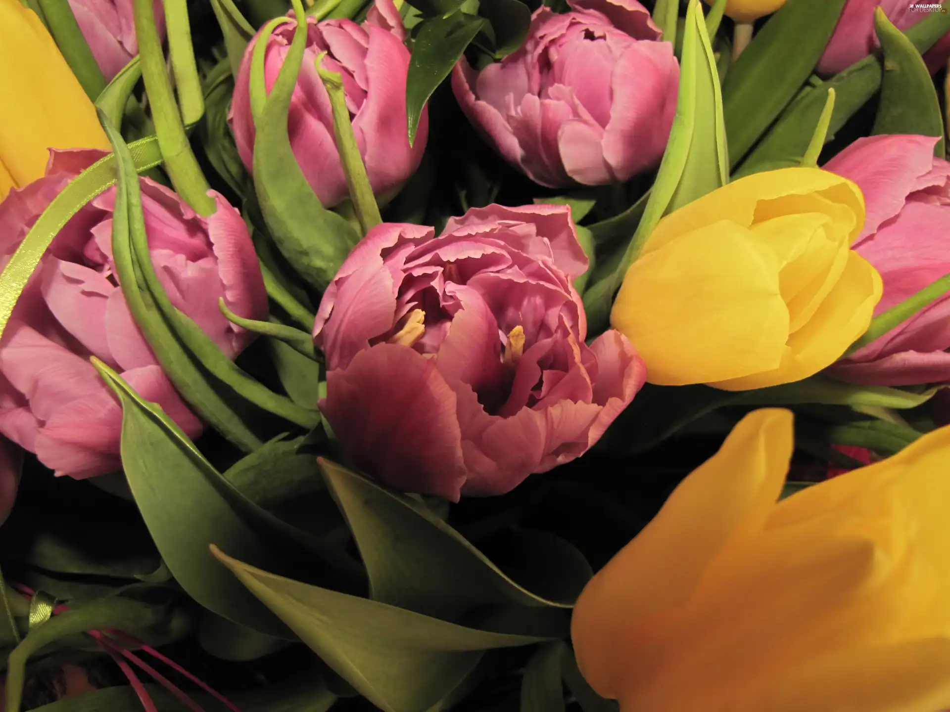 Tulips, Pink, Yellow