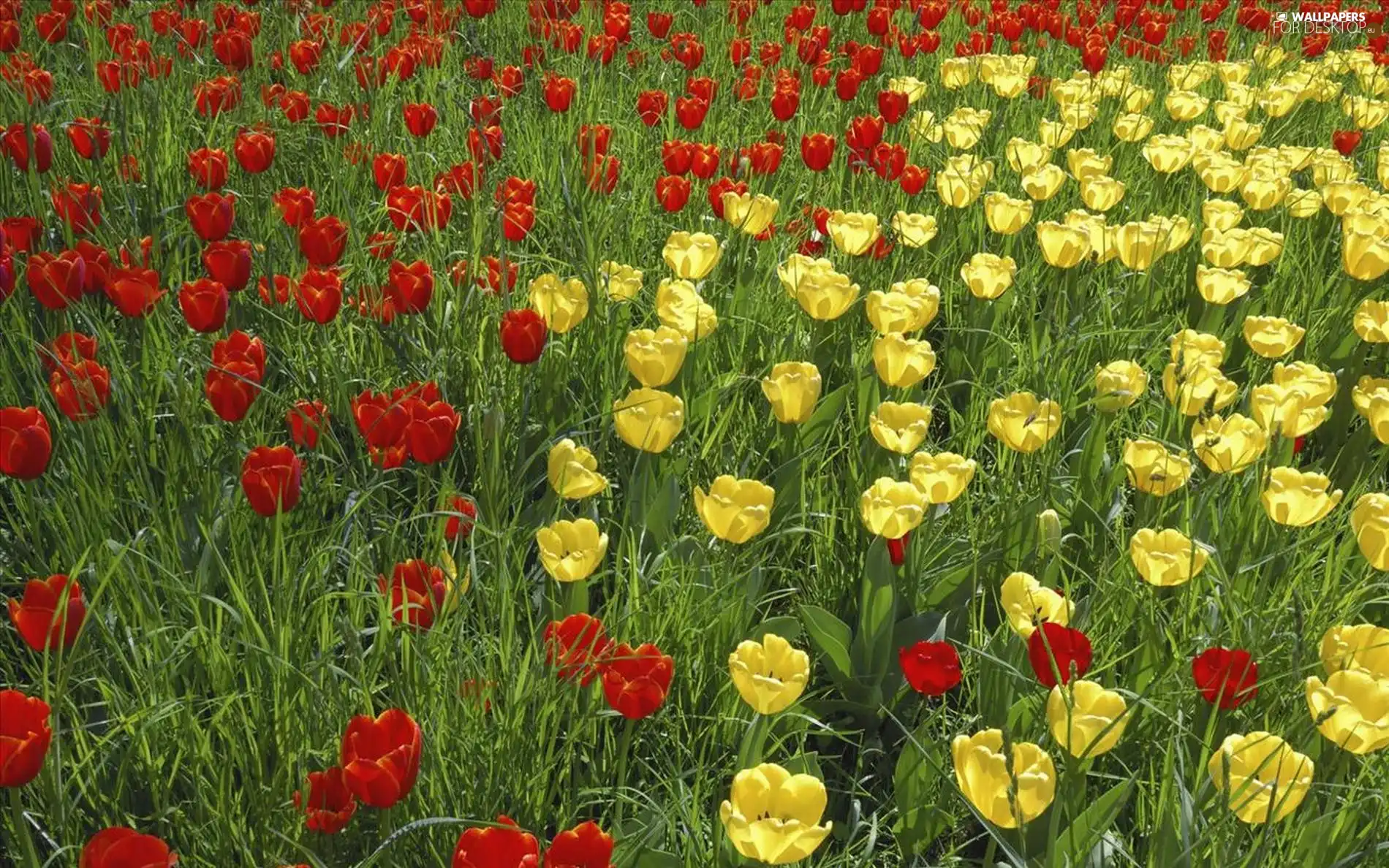 Tulips, Red, Yellow
