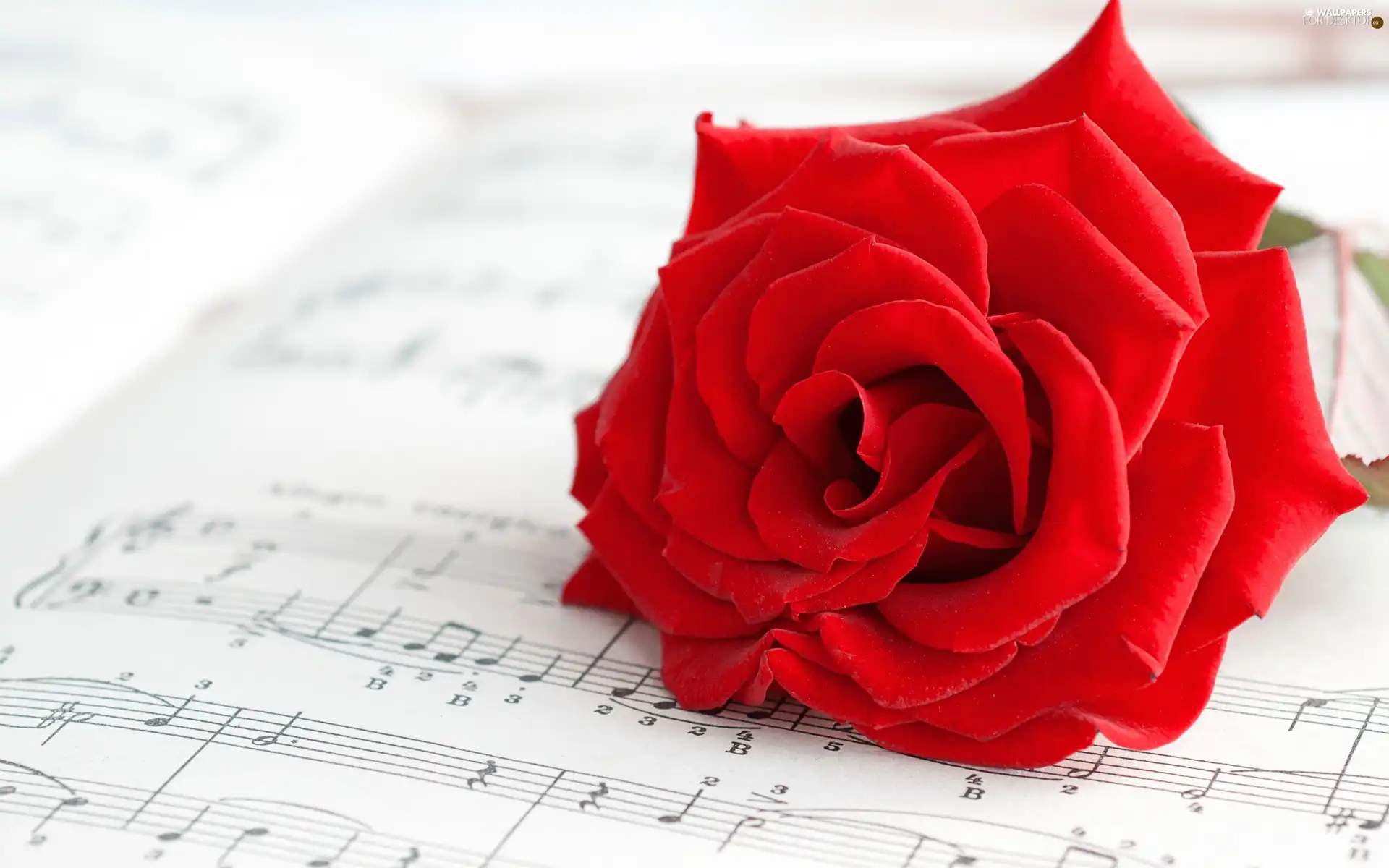 Tunes, Beauty, rose