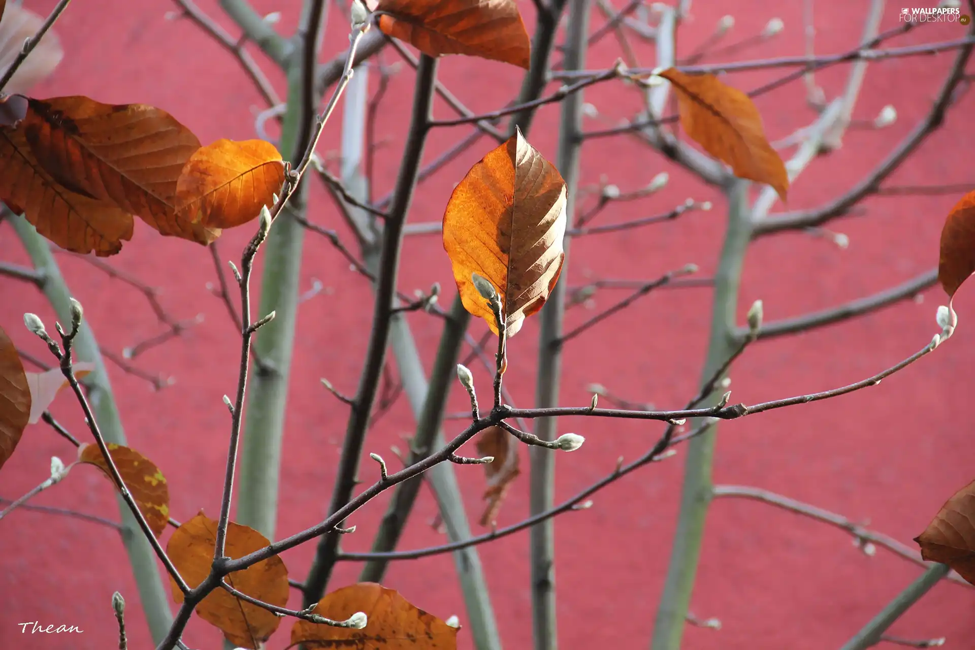 dry, an, twig, Leaf