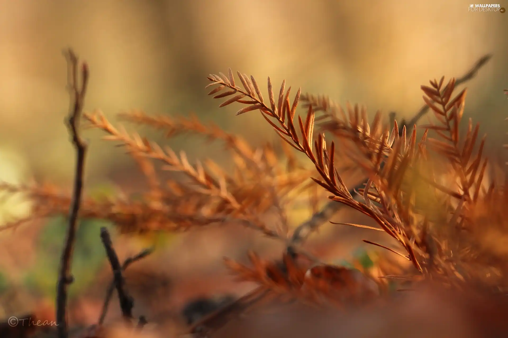 twig, fir, dry