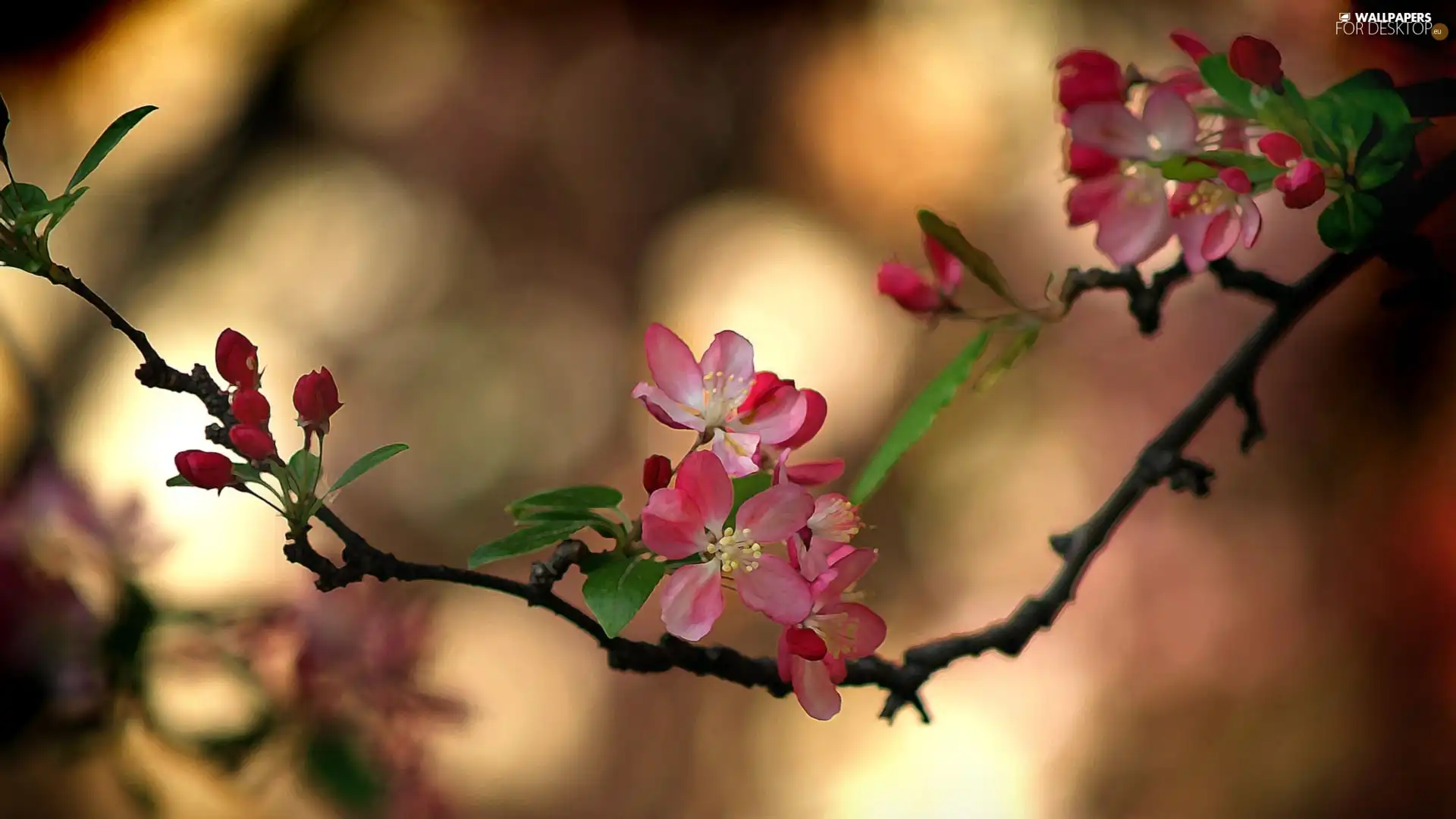 flourishing, fruit, twig, trees