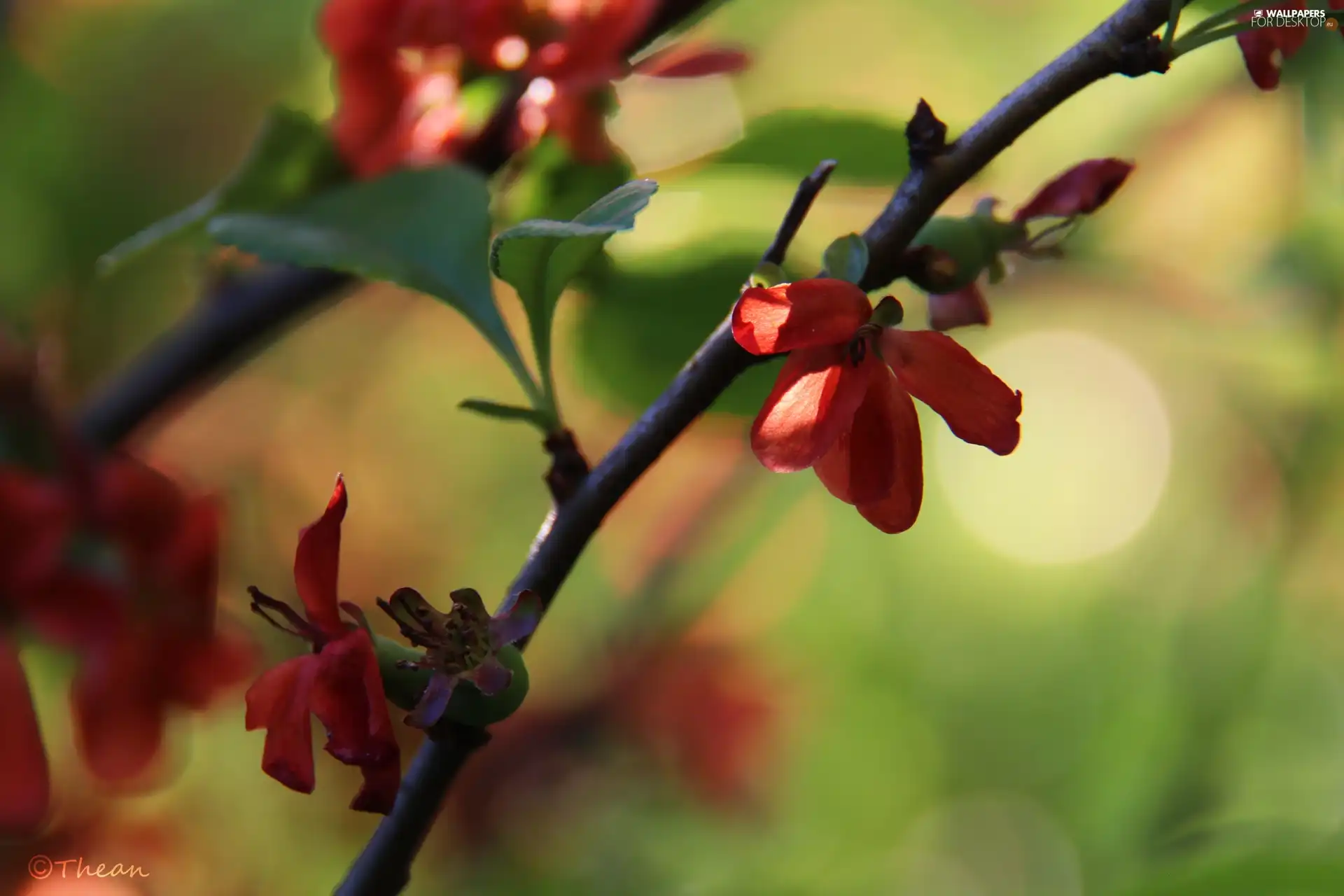 twig, Red, Flowers