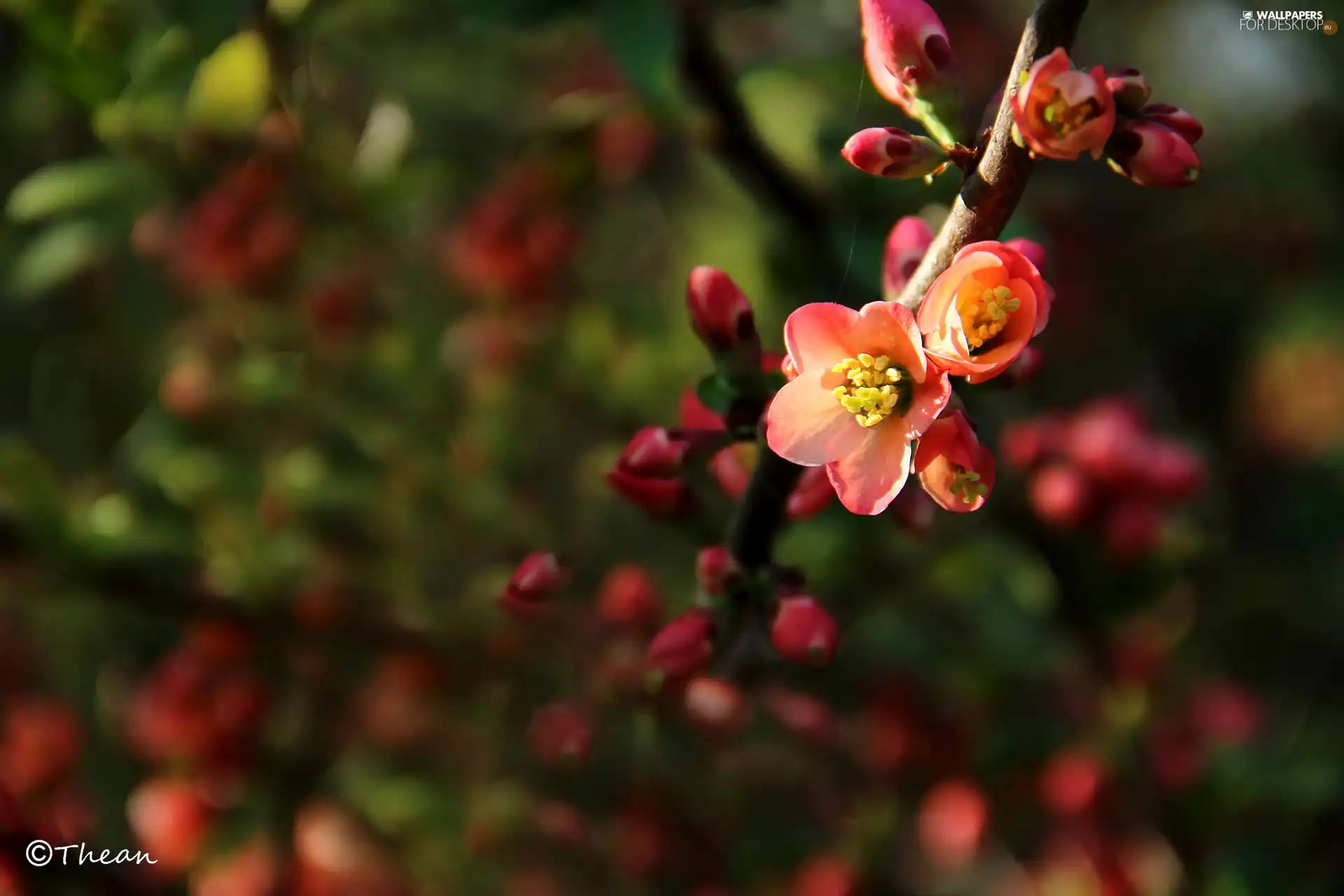 twig, Red, Flowers