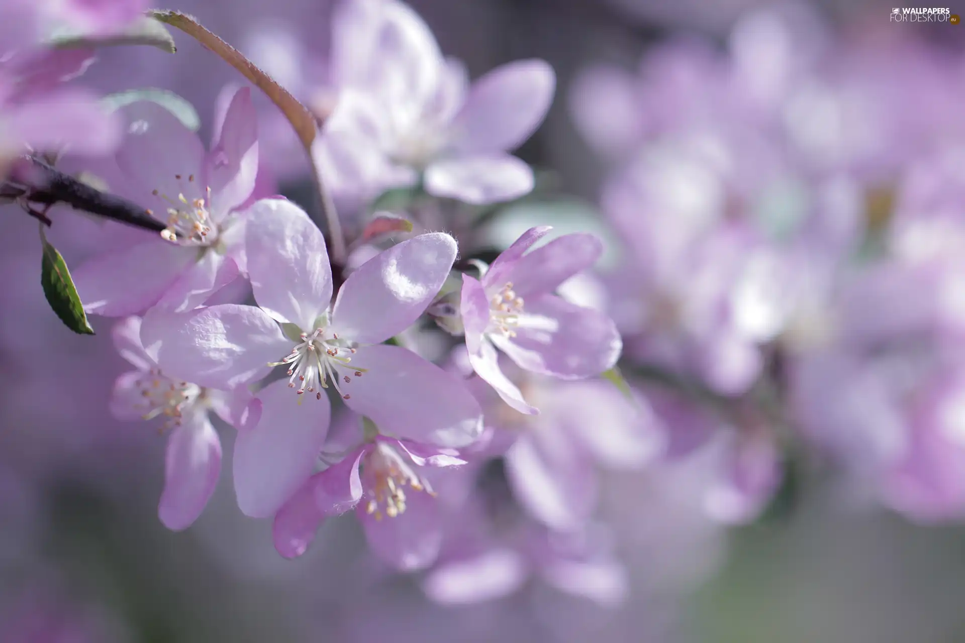 Pink, twig, Fruit Tree, Flowers