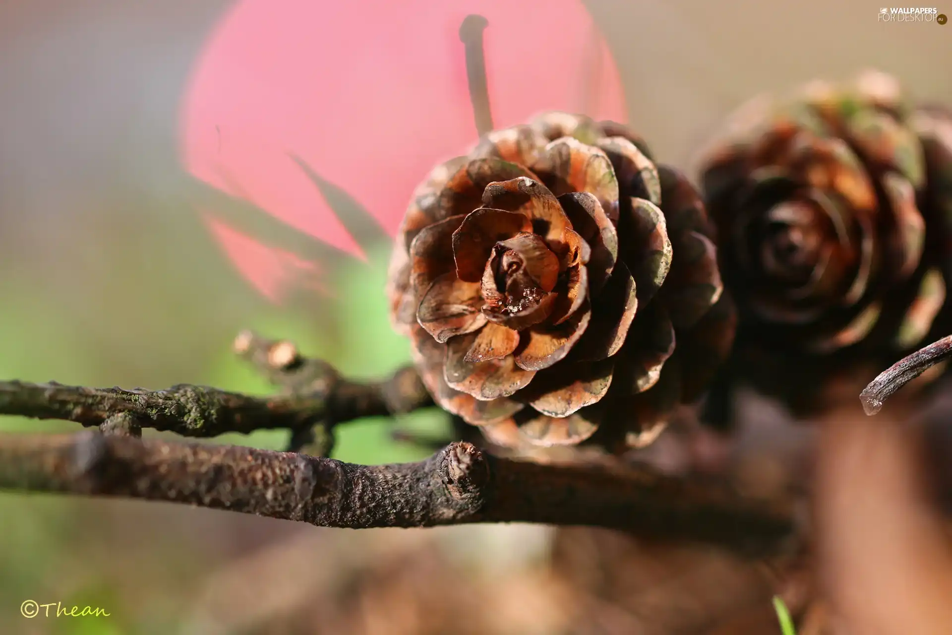 twig, cones, larch