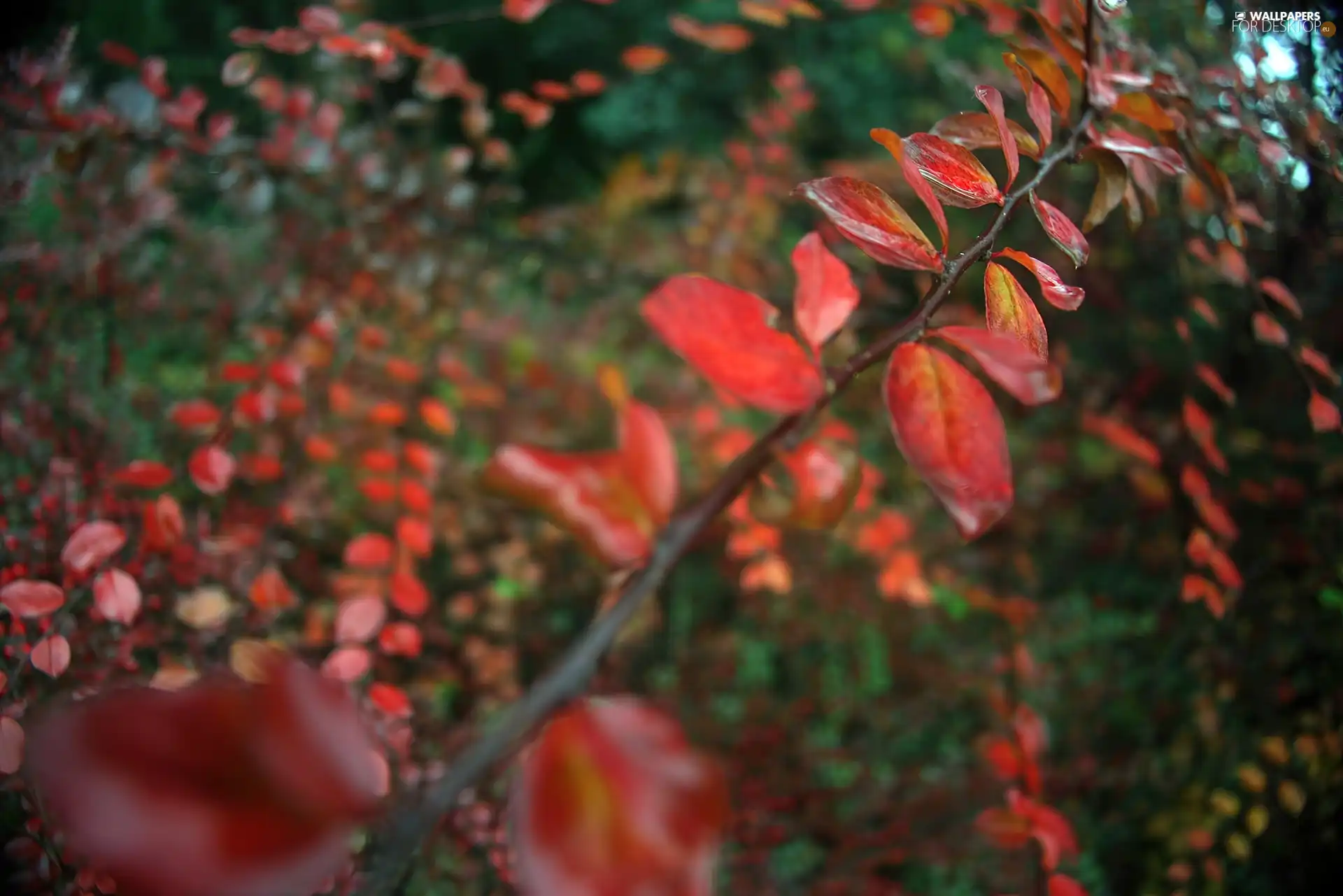 twig, Red, Leaf