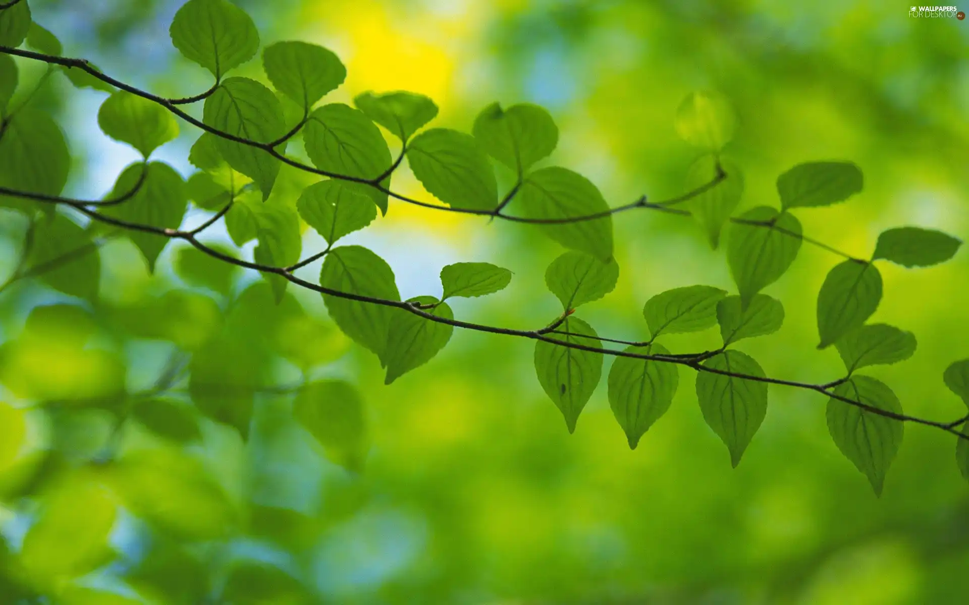 green ones, an, twig, Leaf