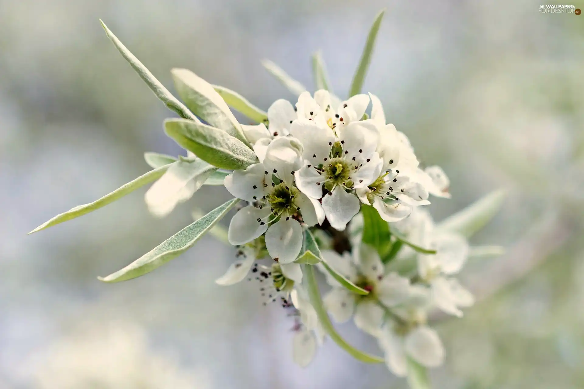 trees, Flowers, twig, Spring, viewes, fruit