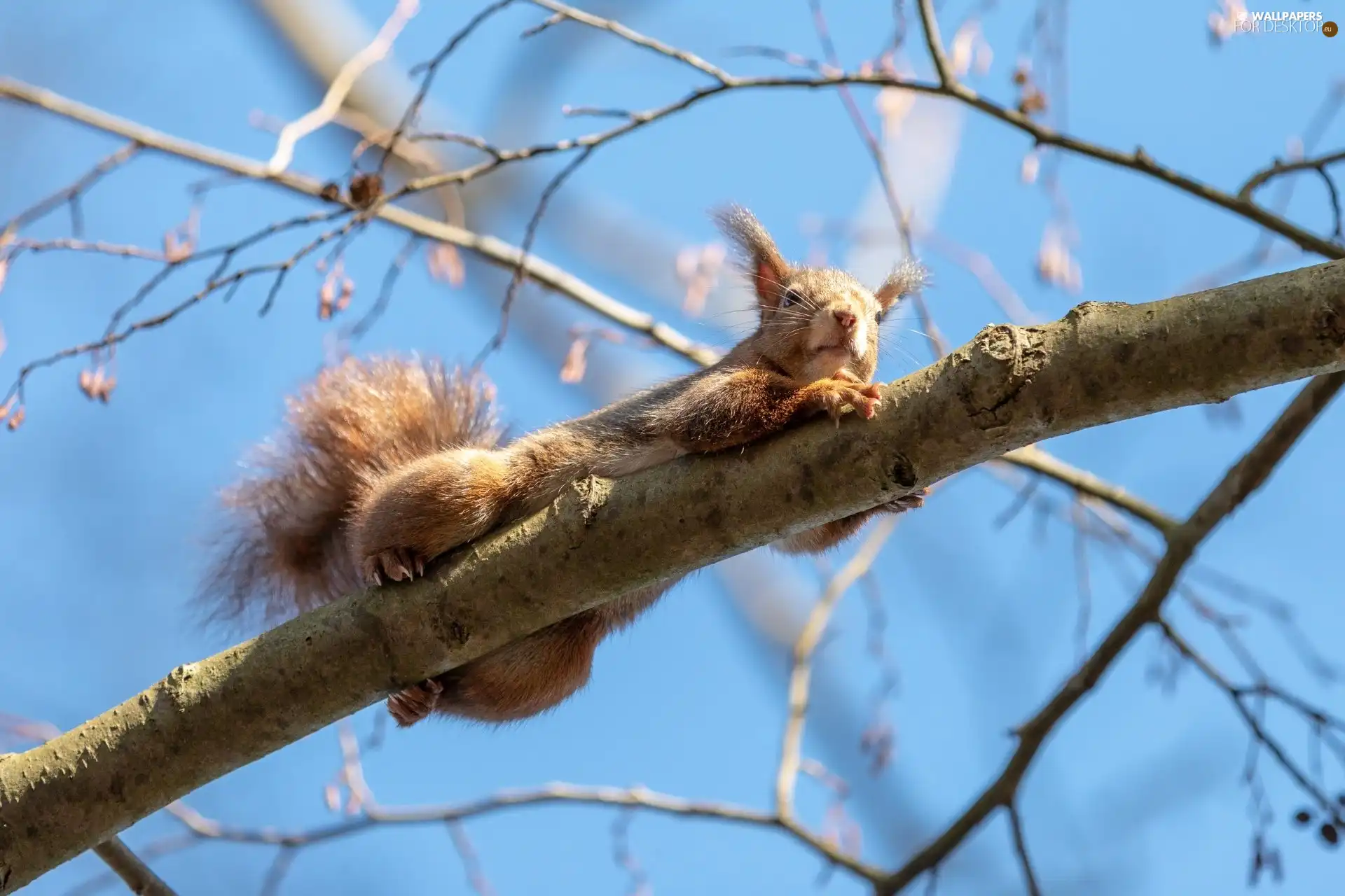 twig, squirrel, trees