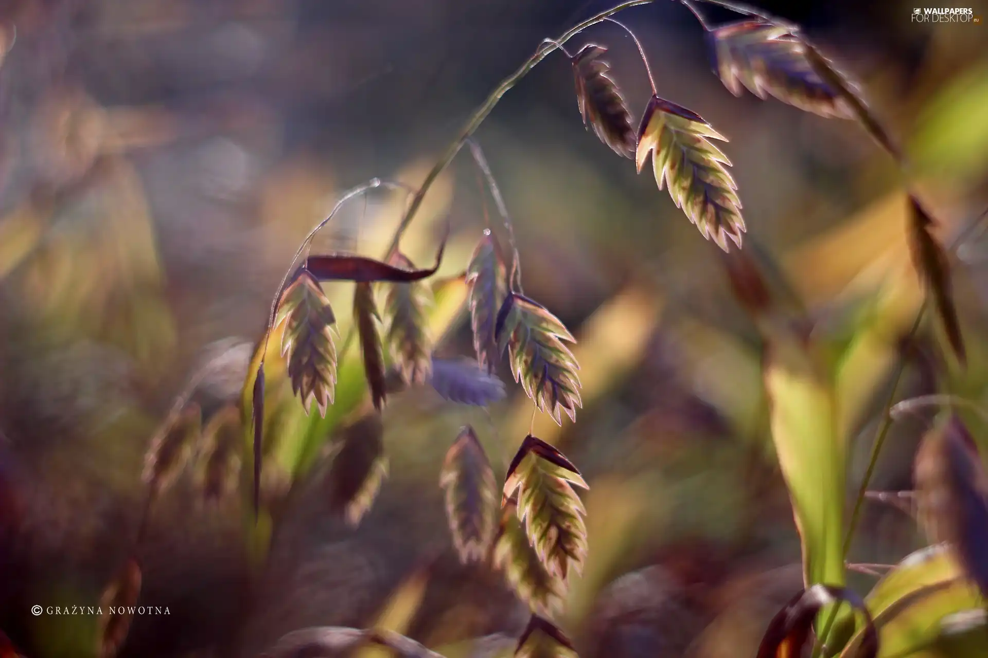 Twigs, grass, blades