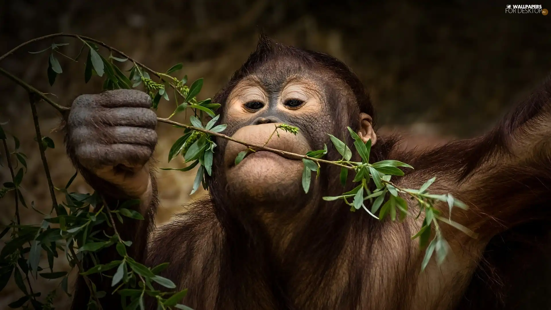 chimpanzee, Twigs