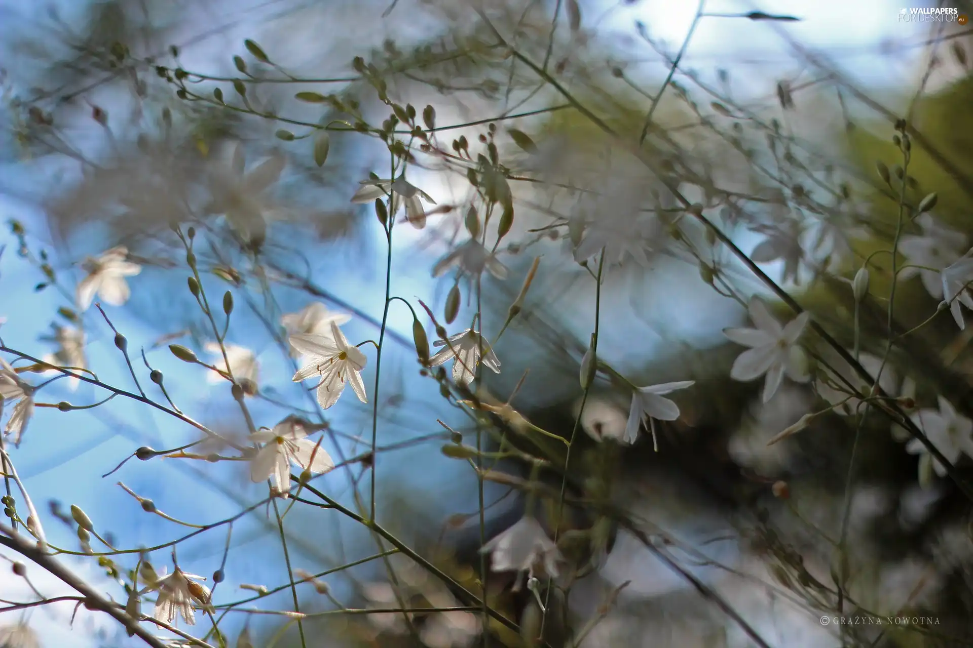 Twigs, White, Flowers