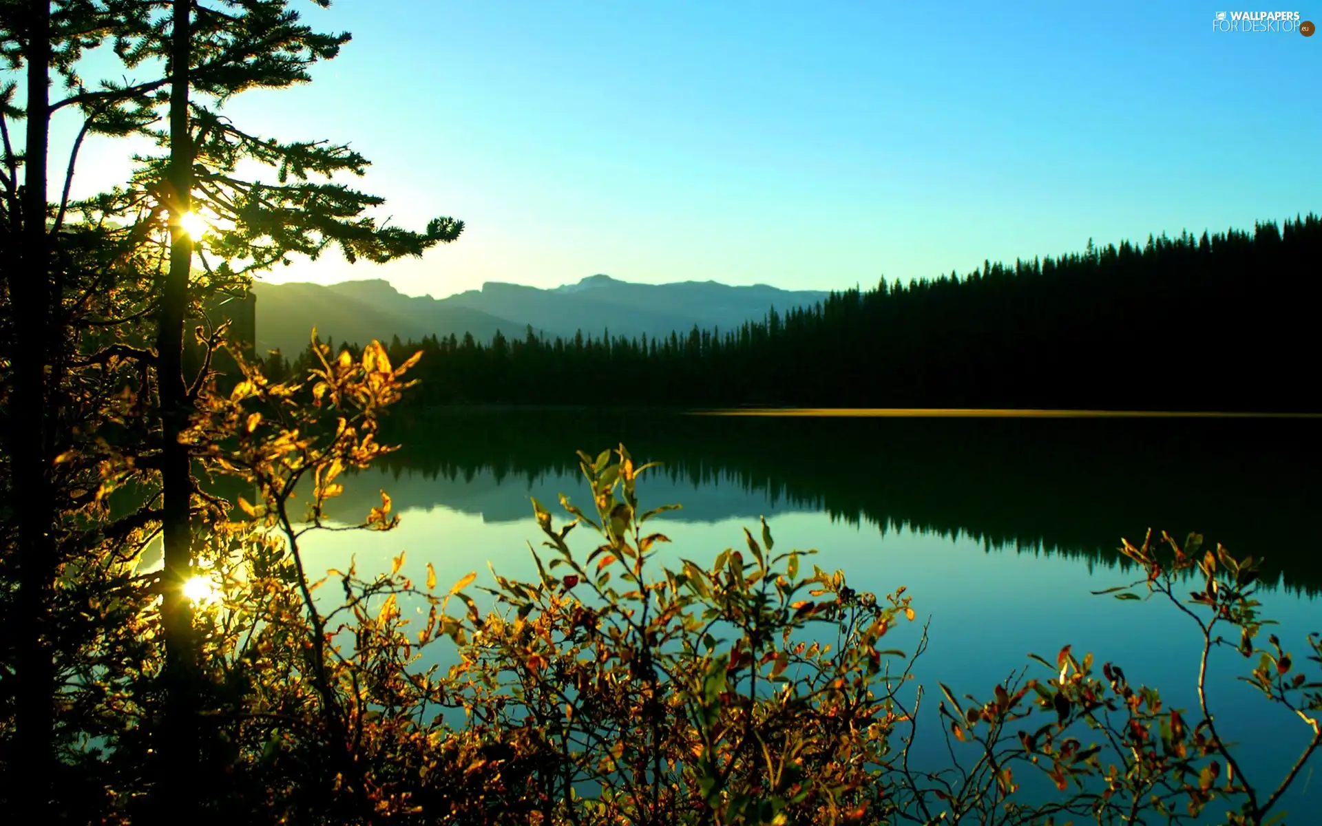 Twigs, lake, forest