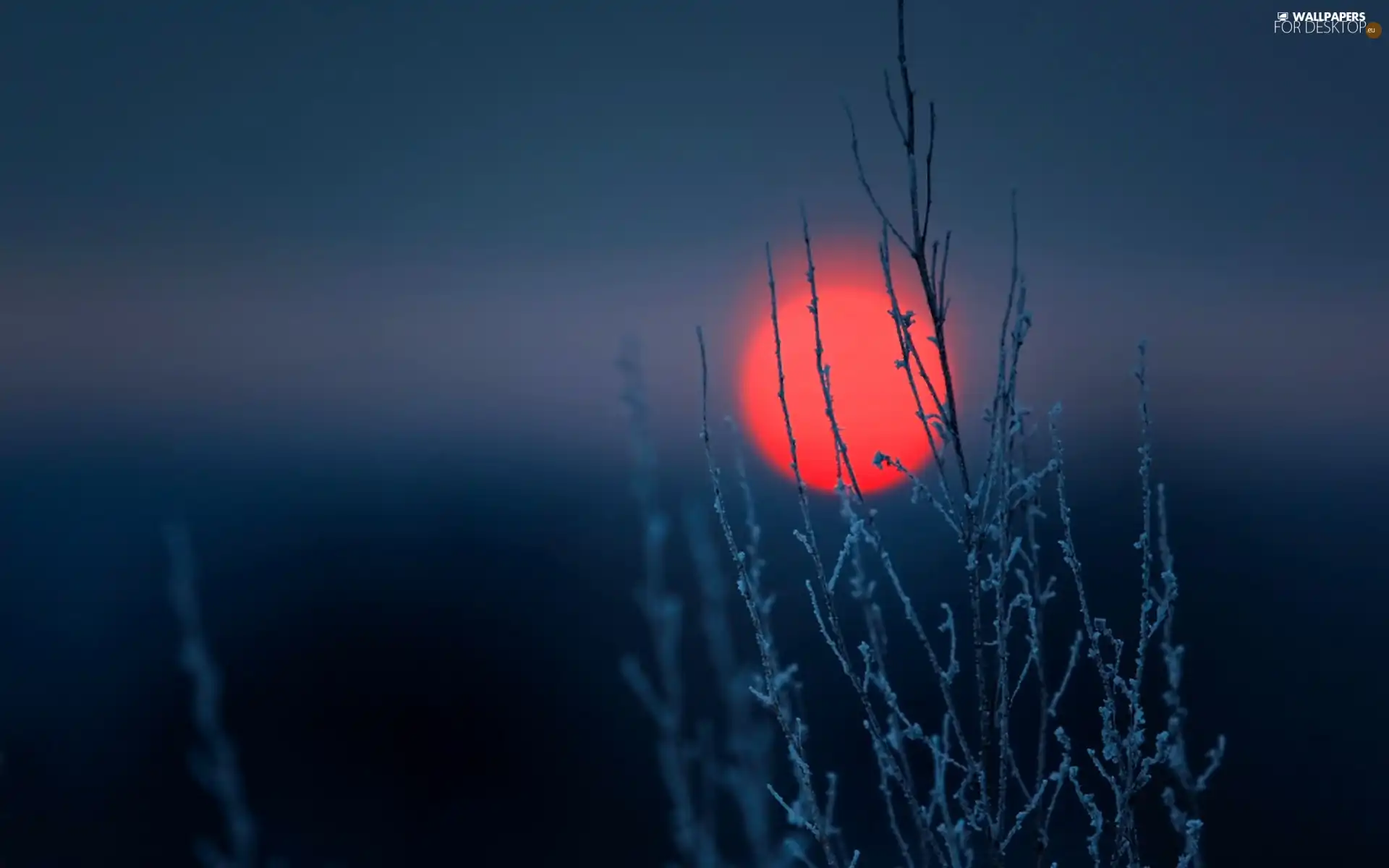 Twigs, Red, moon