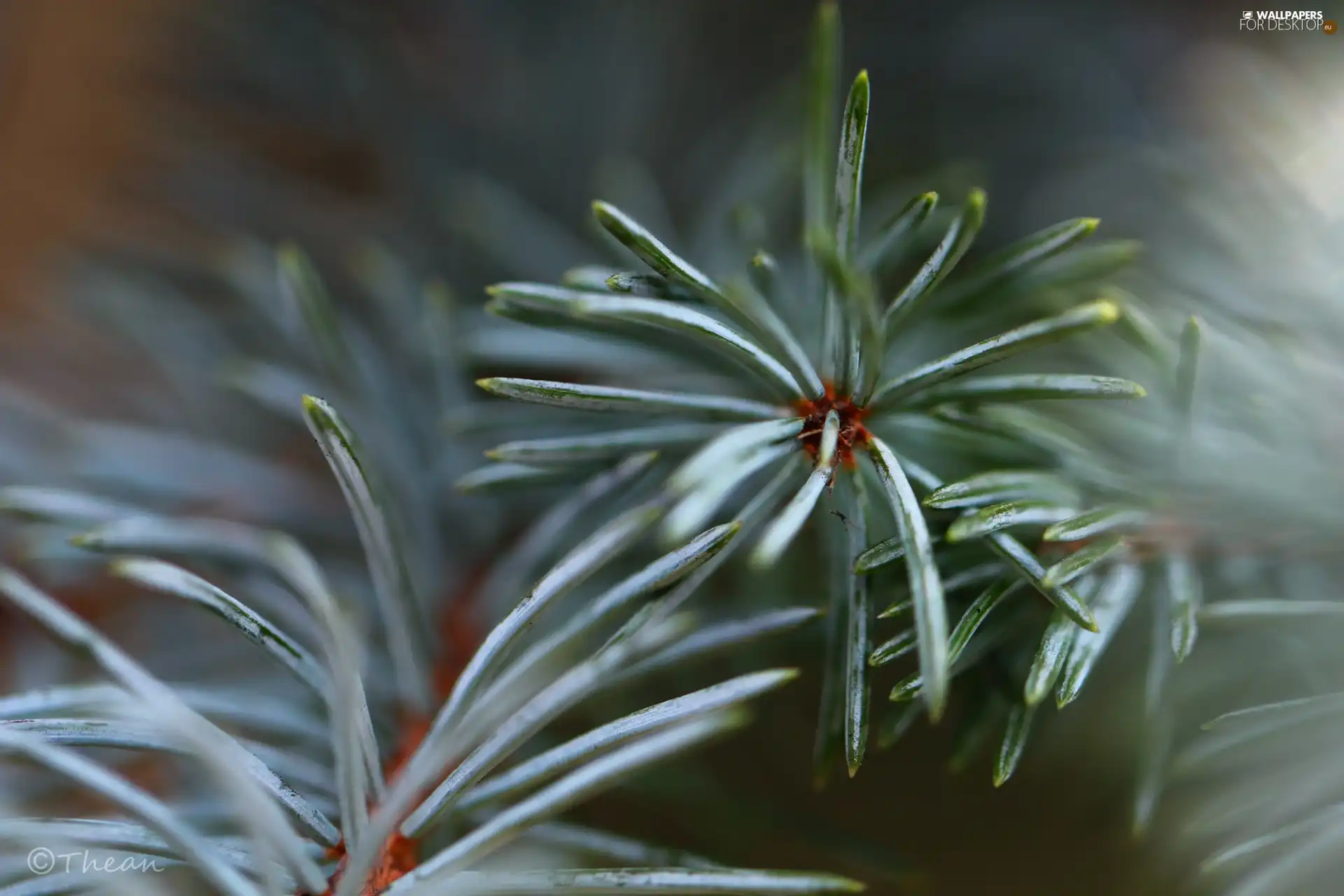 Twigs, spruce, needle