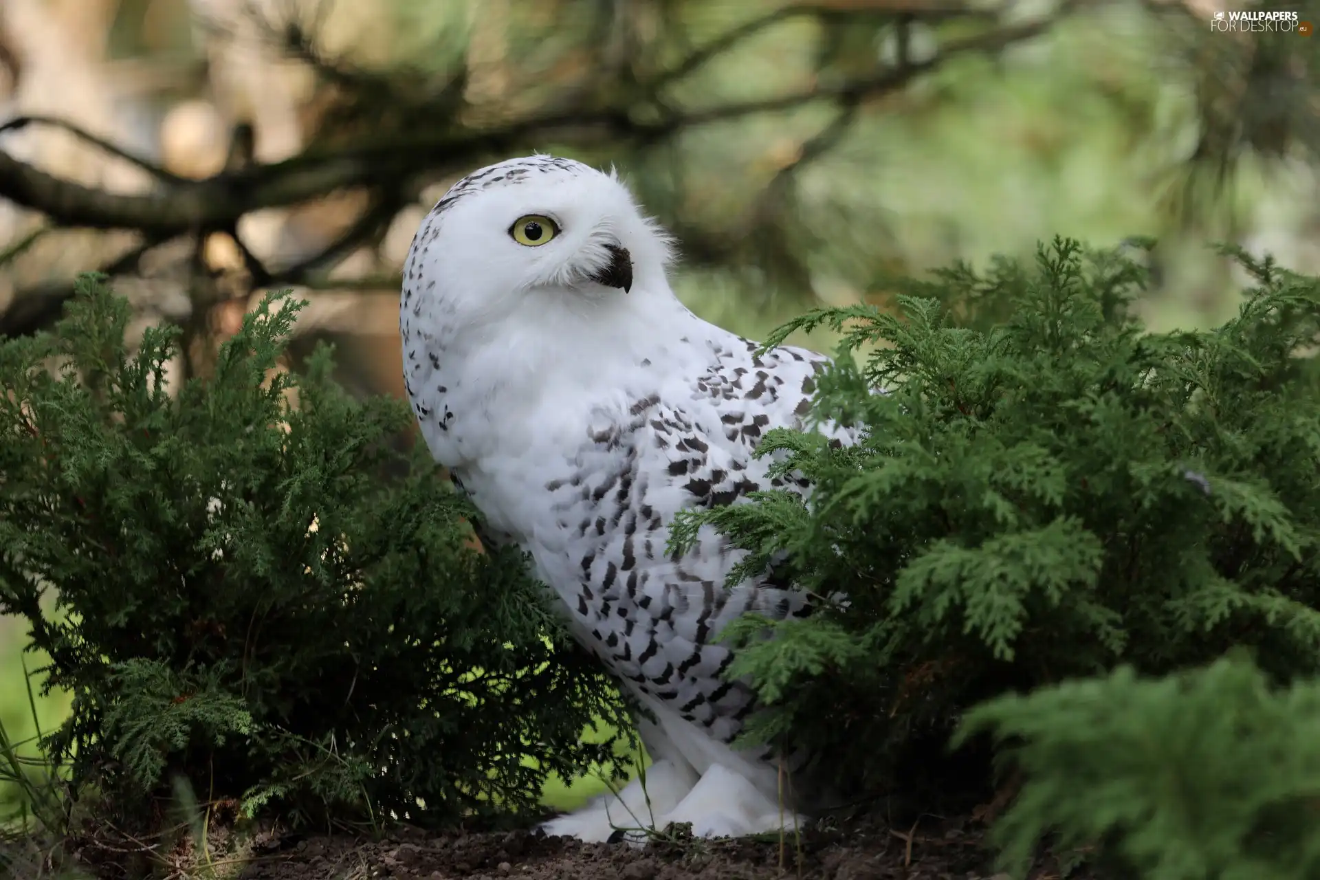 Bird, green ones, Twigs, Snowy Owl