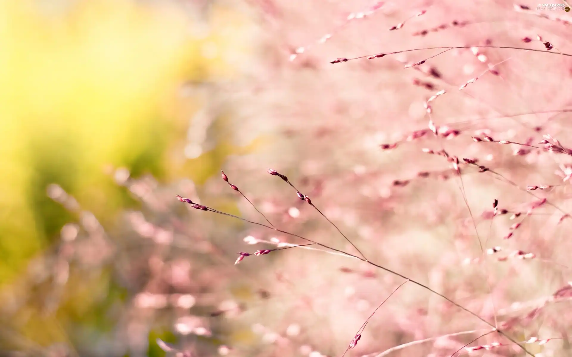 Pink, Twigs