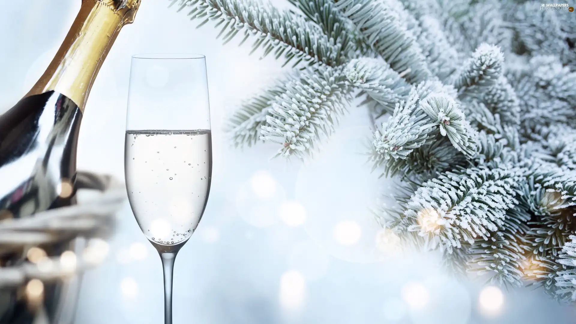 Twigs, spruce, glass, frosty, Champagne