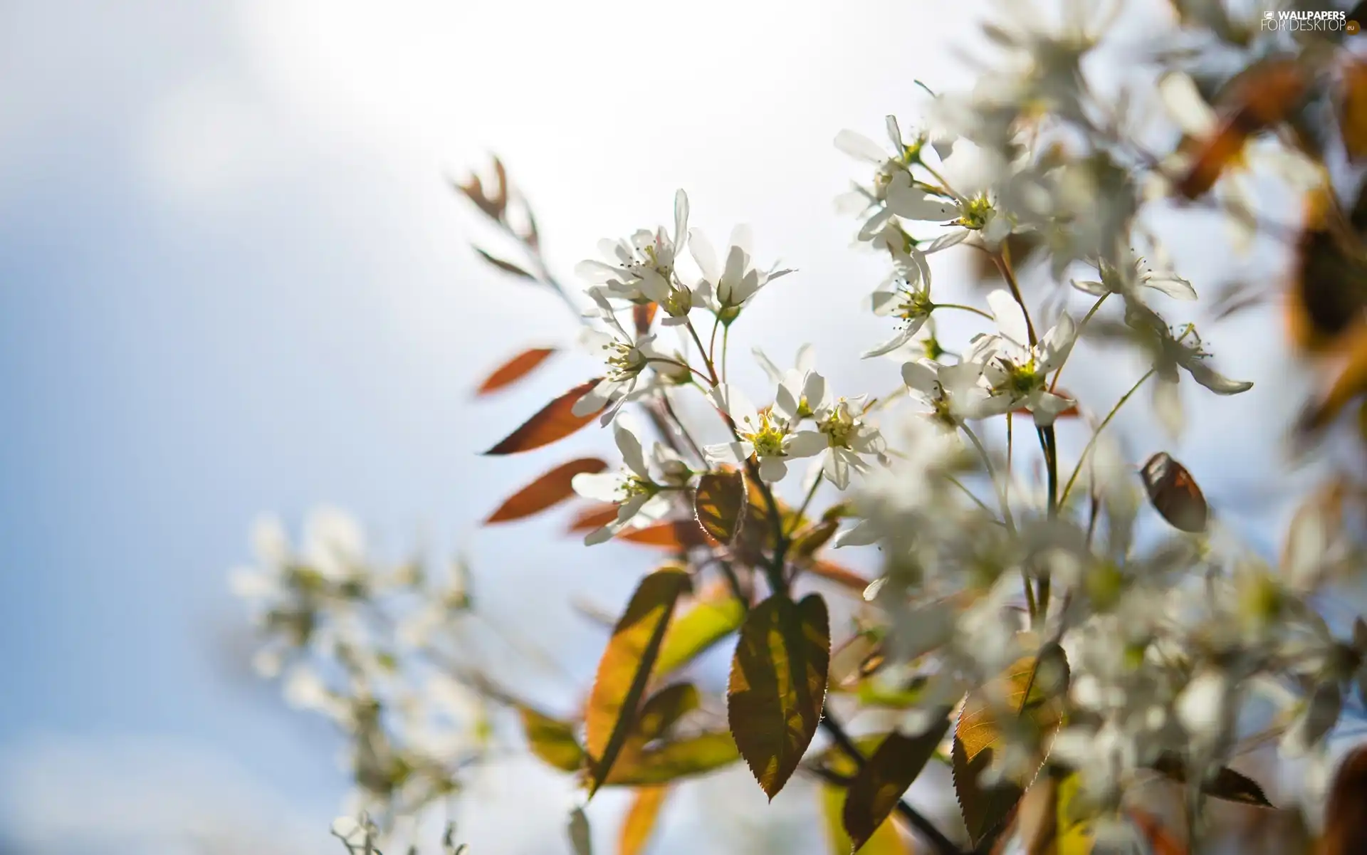 Fruit Tree, Flowers, Twigs