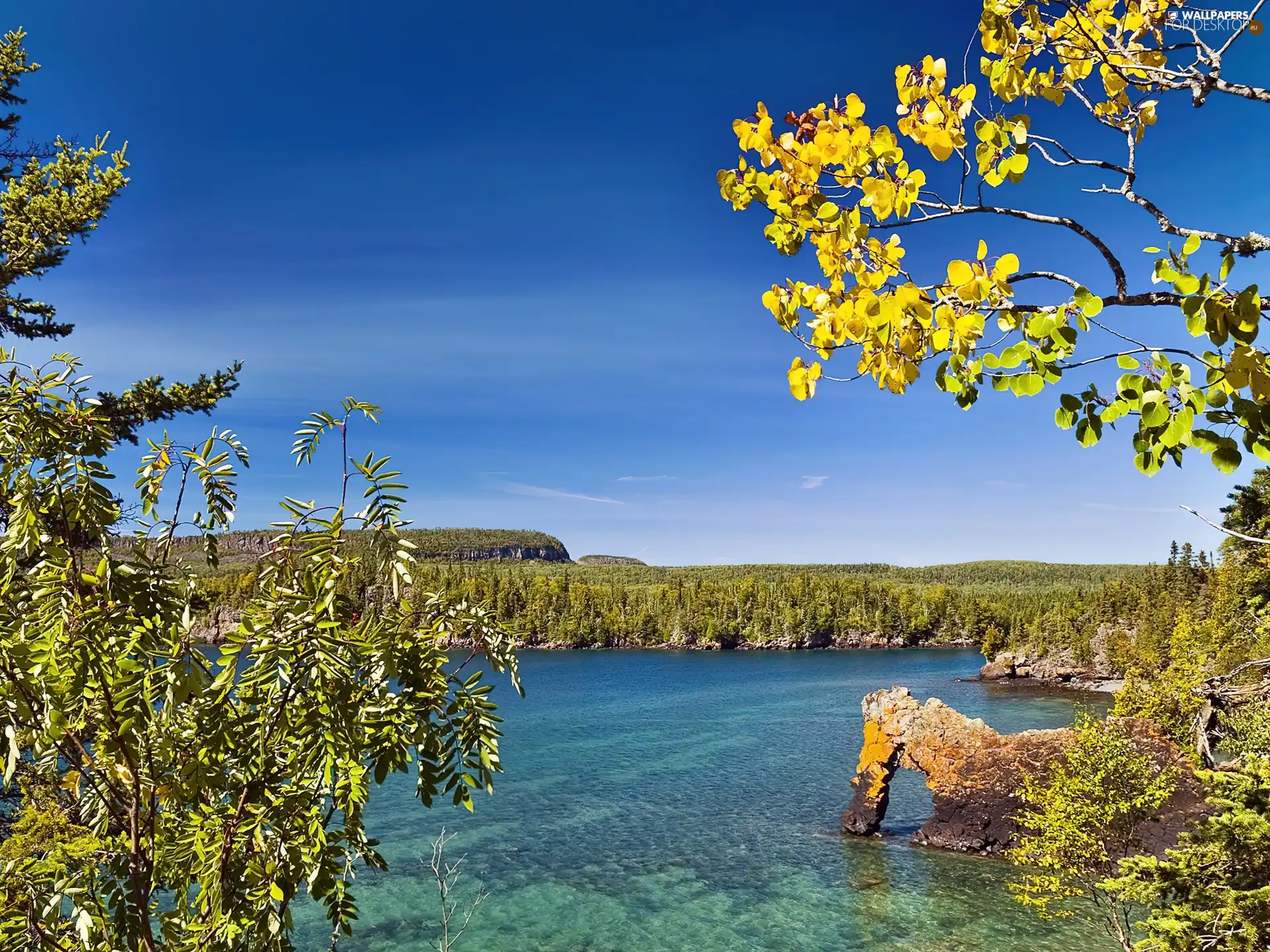 Twigs, trees, woods, rocks, lake