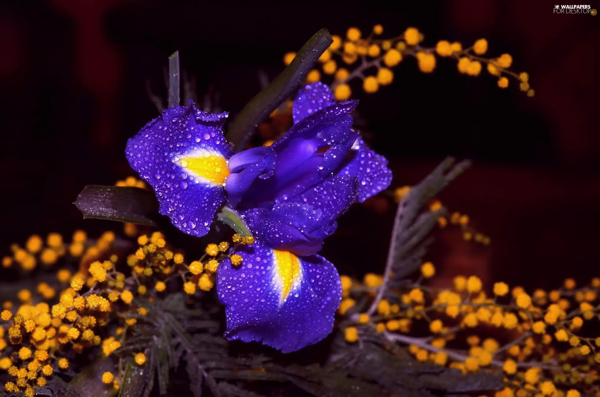 Twigs, Yellow, iris, Blue, Colourfull Flowers