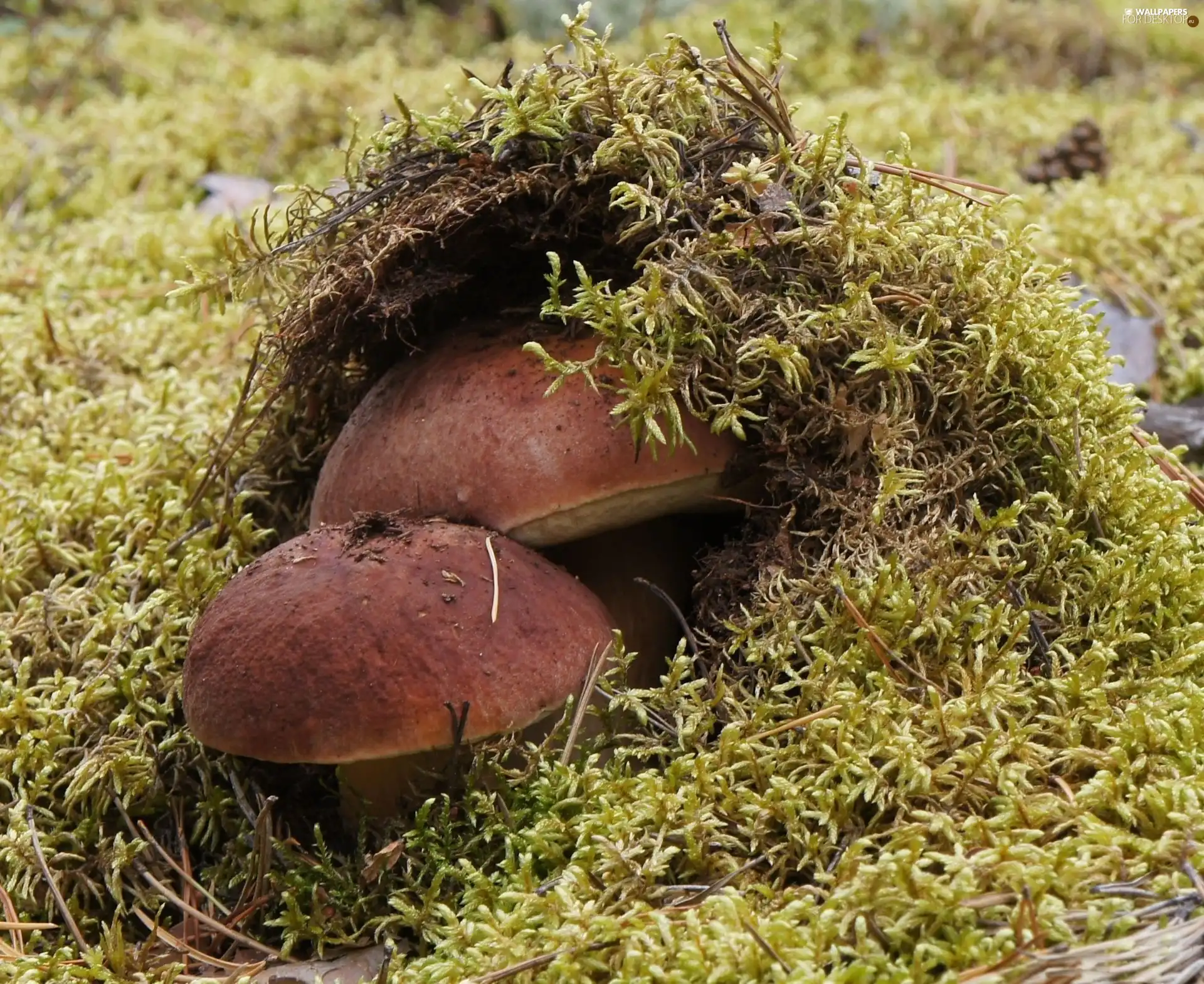 boletus, Moss, Two cars