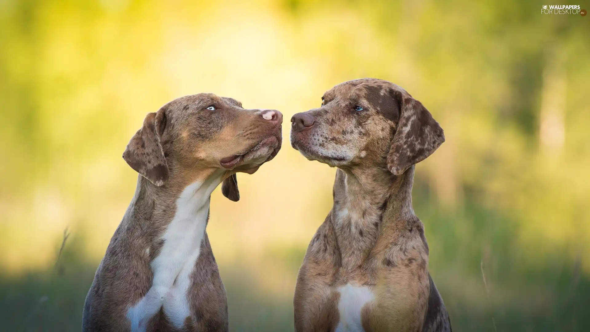 Catahoula Leopard Dog, Two cars, Dogs