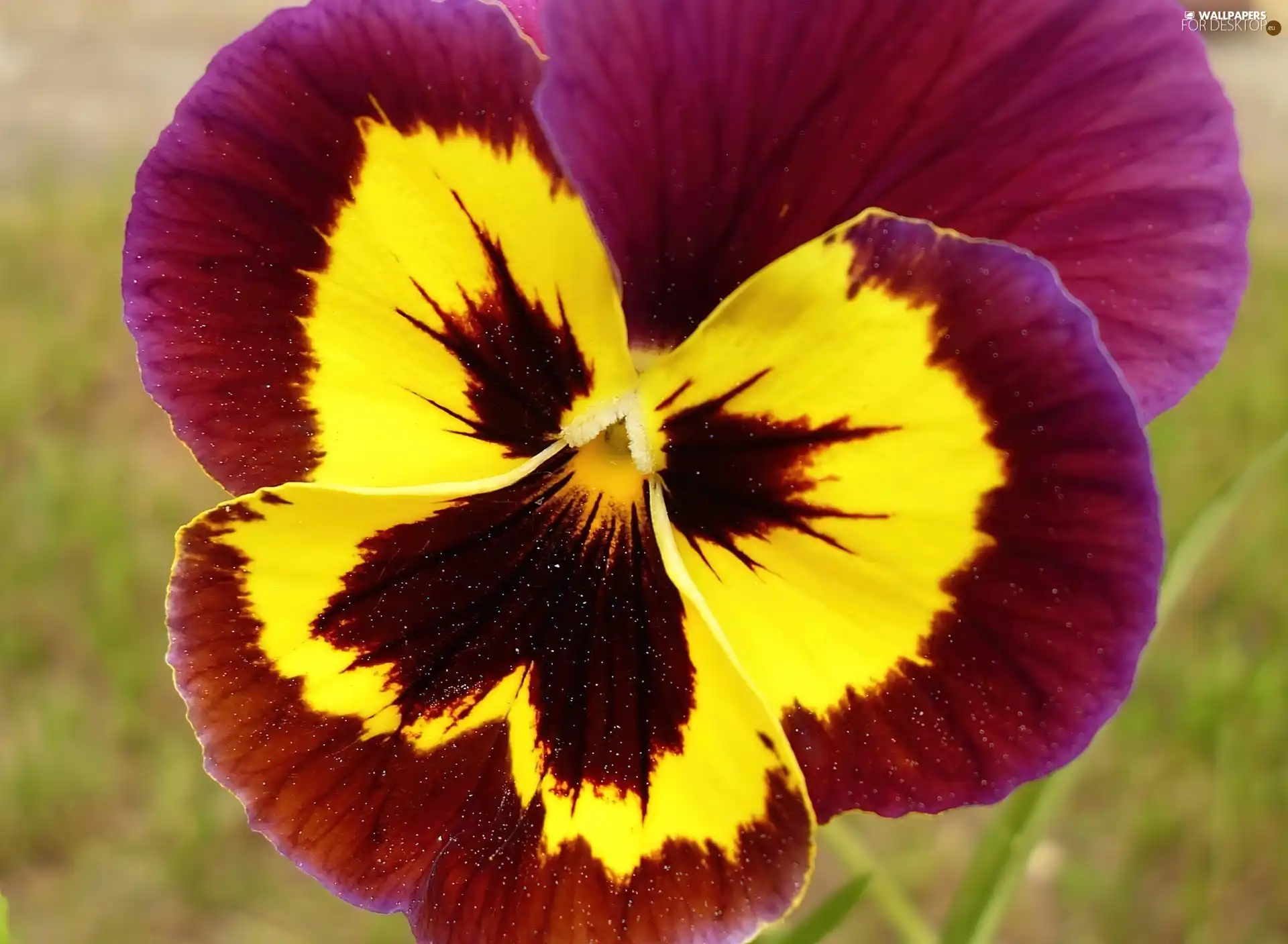 Two-tone, pansy
