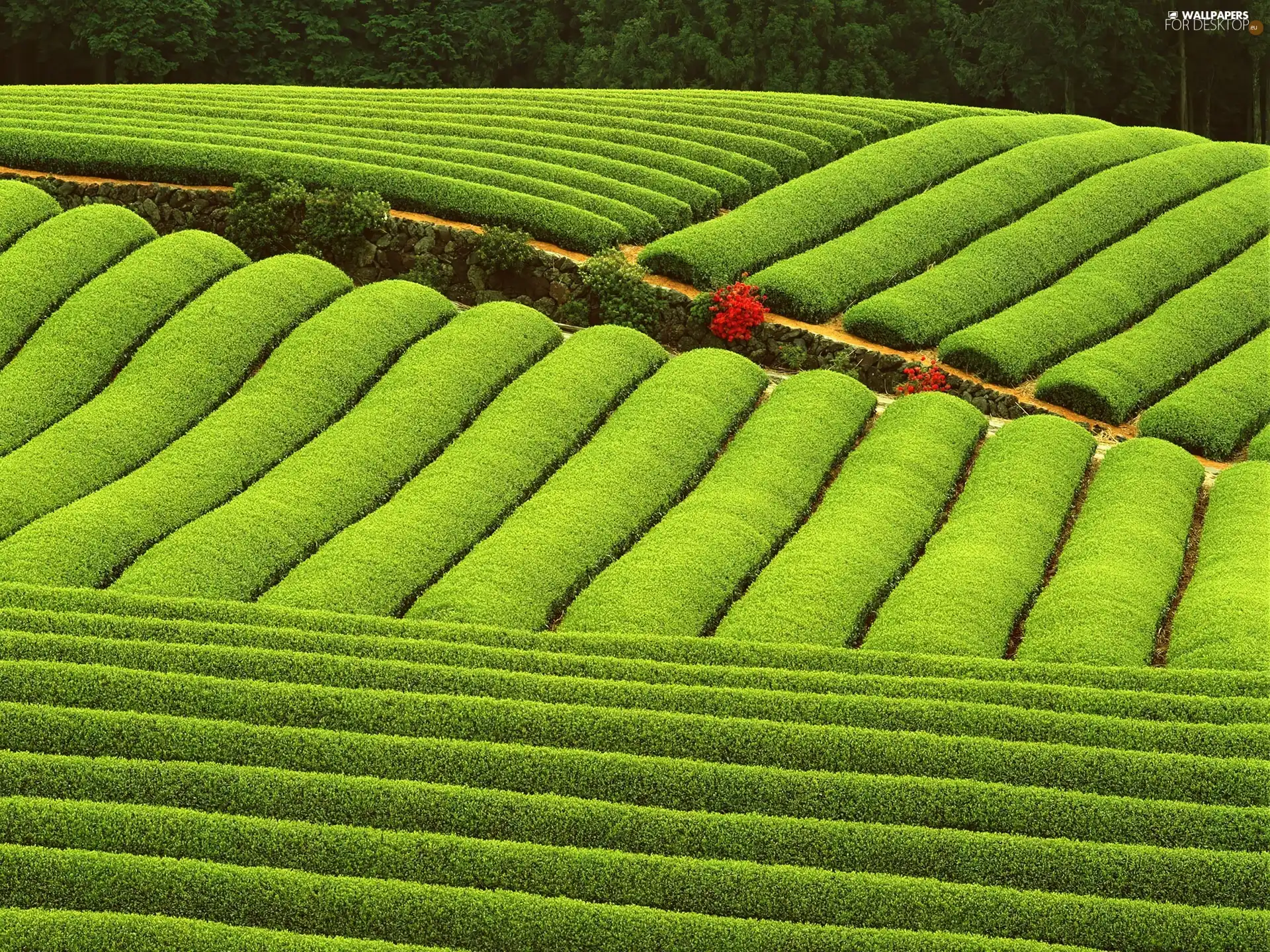 field, green ones, undulating