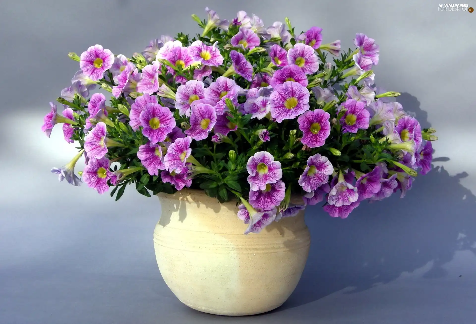 Petunia