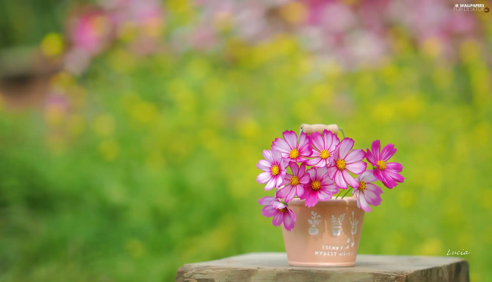 vase, Pink, Cosmos
