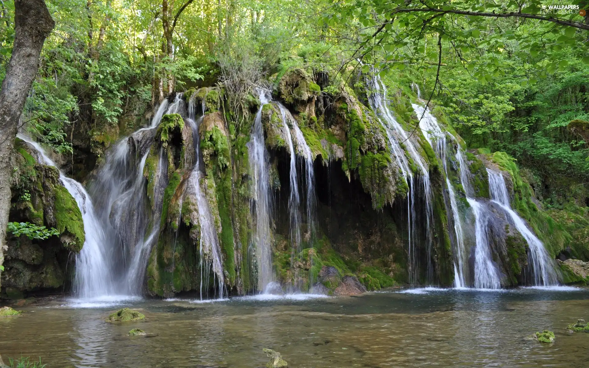 cascade, VEGETATION