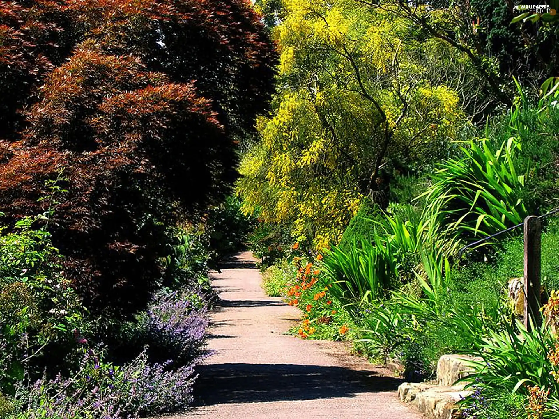 VEGETATION, Garden, Coloured