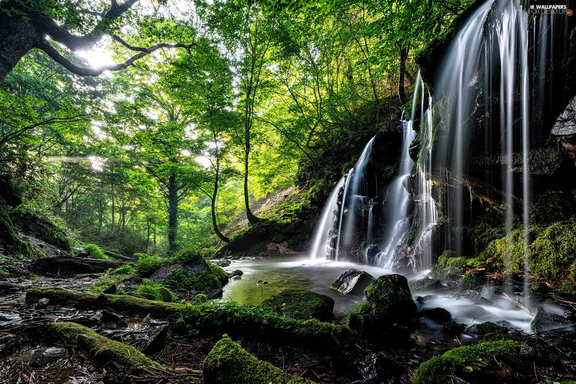 green ones, forest, viewes, River, waterfall, trees, VEGETATION