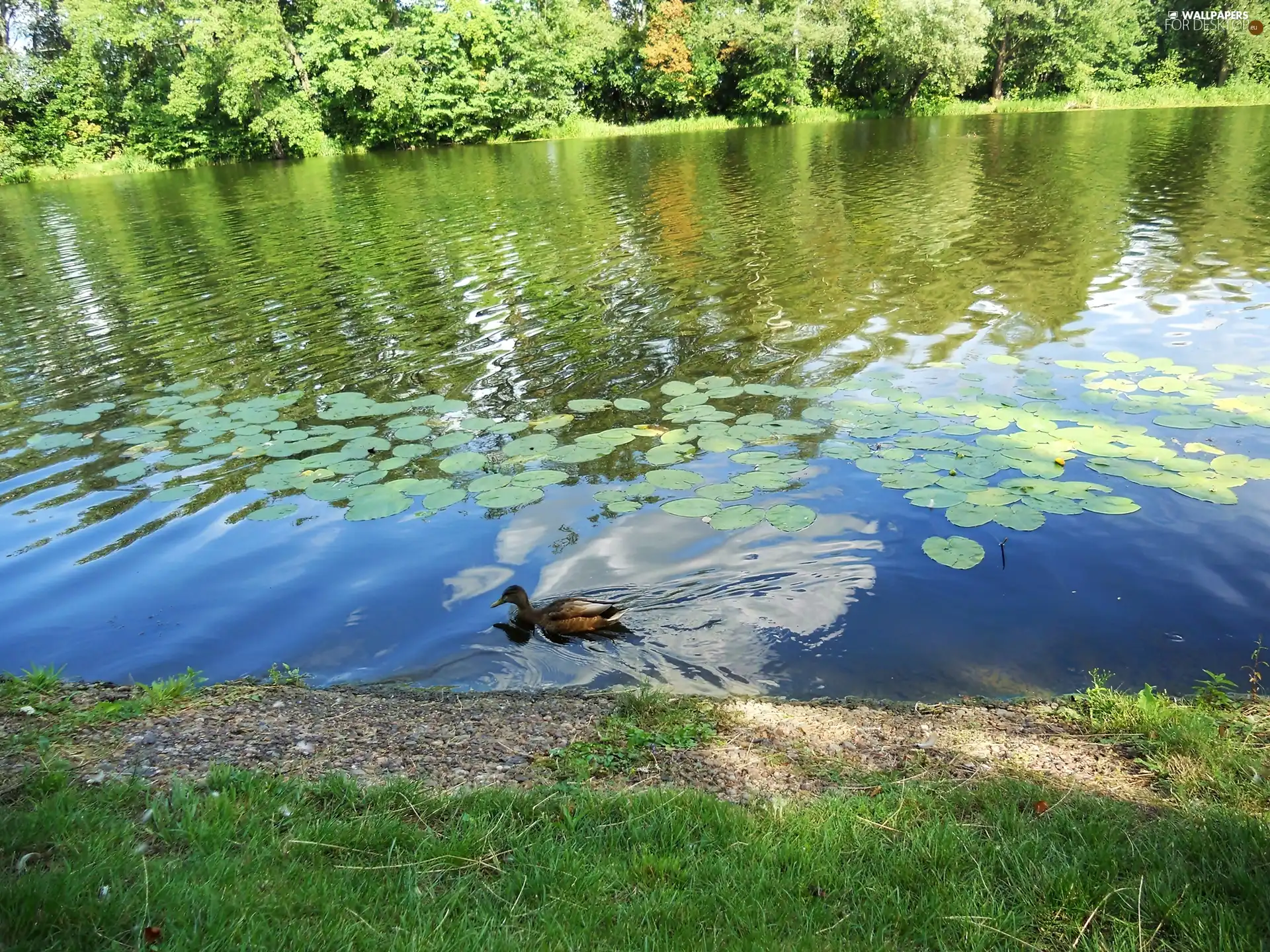 Garden, duck, VEGETATION, water