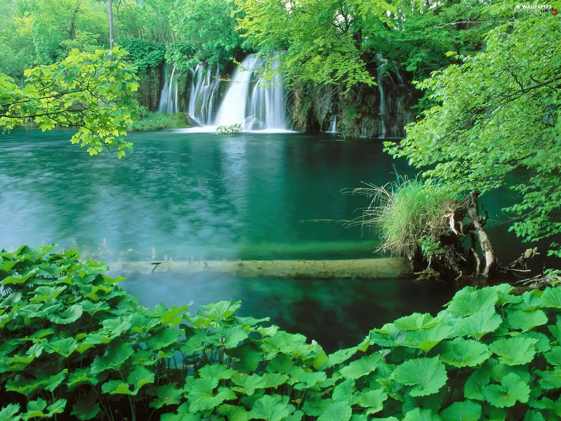 vegetation, waterfall, lake